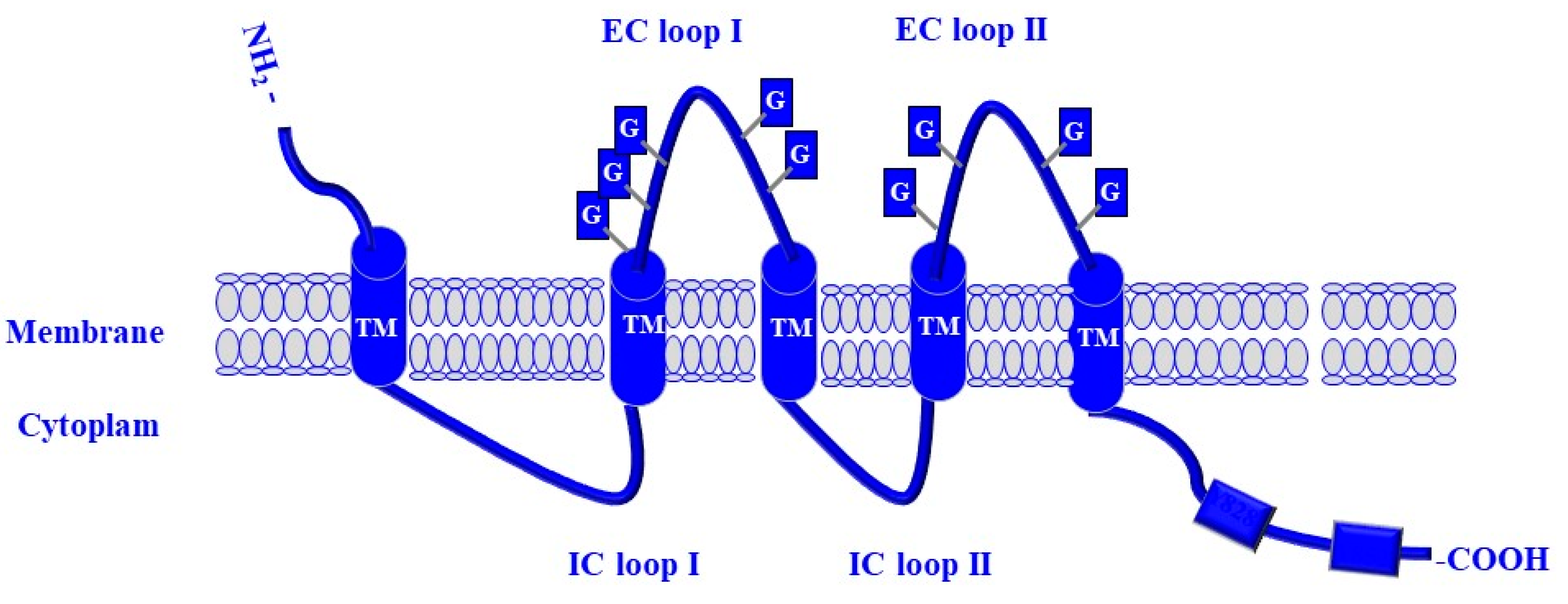 Cells 13 00240 g004 Cells 13 00240 g004