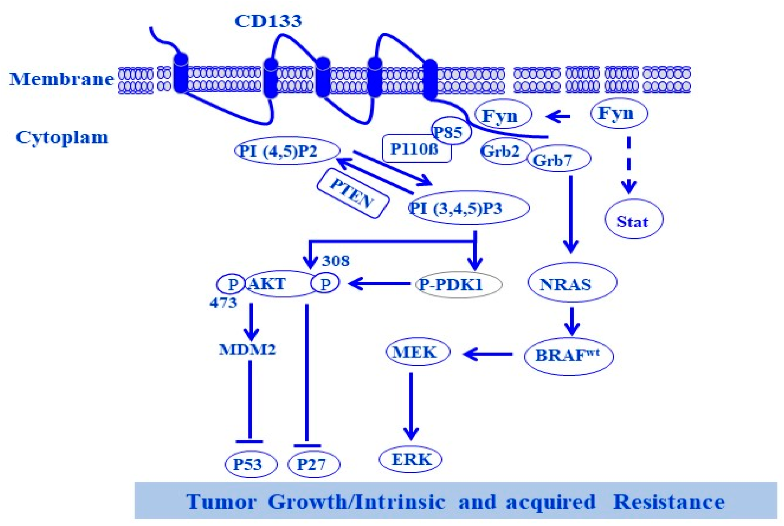 Cells 13 00240 g005 Cells 13 00240 g005