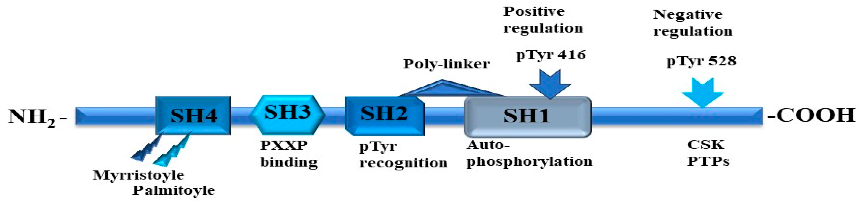 Cells 13 00240 g007 Cells 13 00240 g007