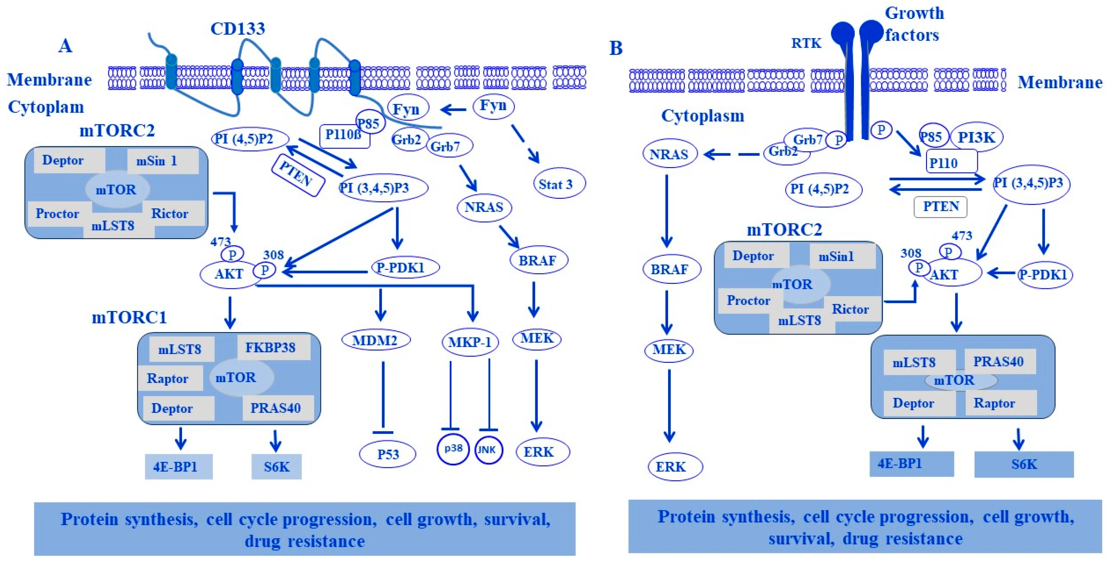 Cells 13 00240 g008 Cells 13 00240 g008