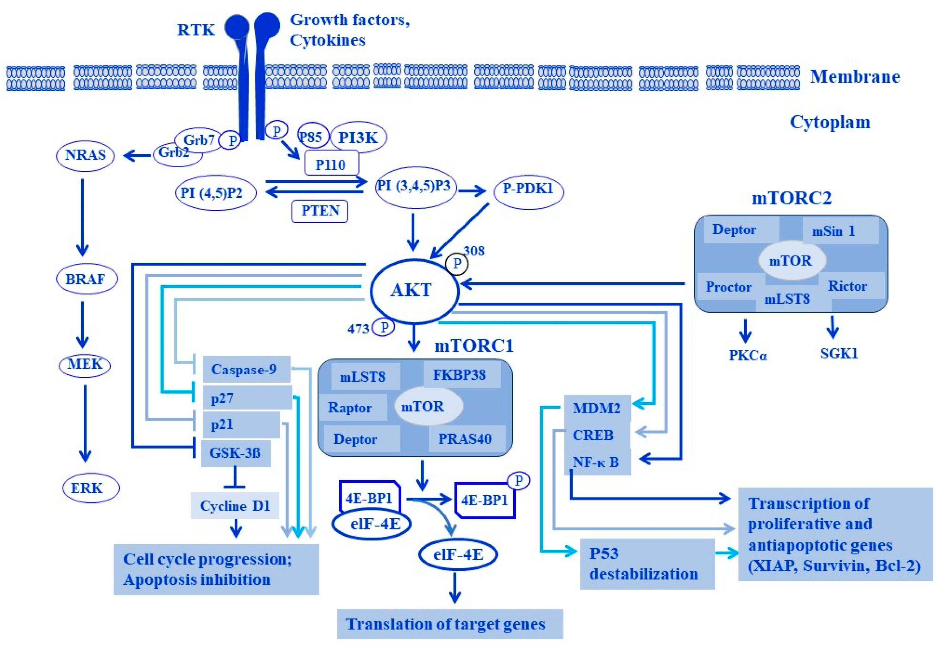 Cells 13 00240 g009 Cells 13 00240 g009