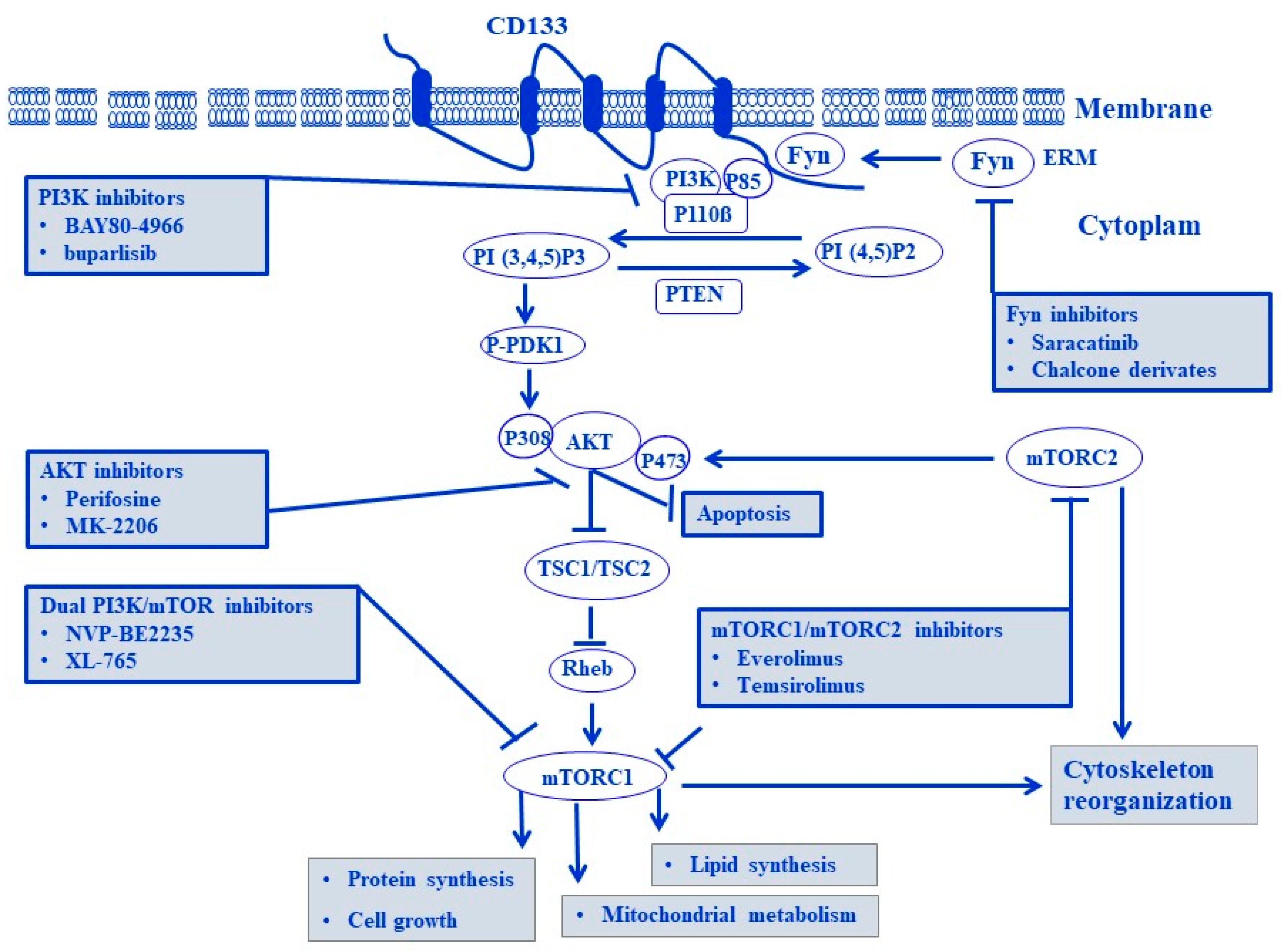 Cells 13 00240 g010 Cells 13 00240 g010