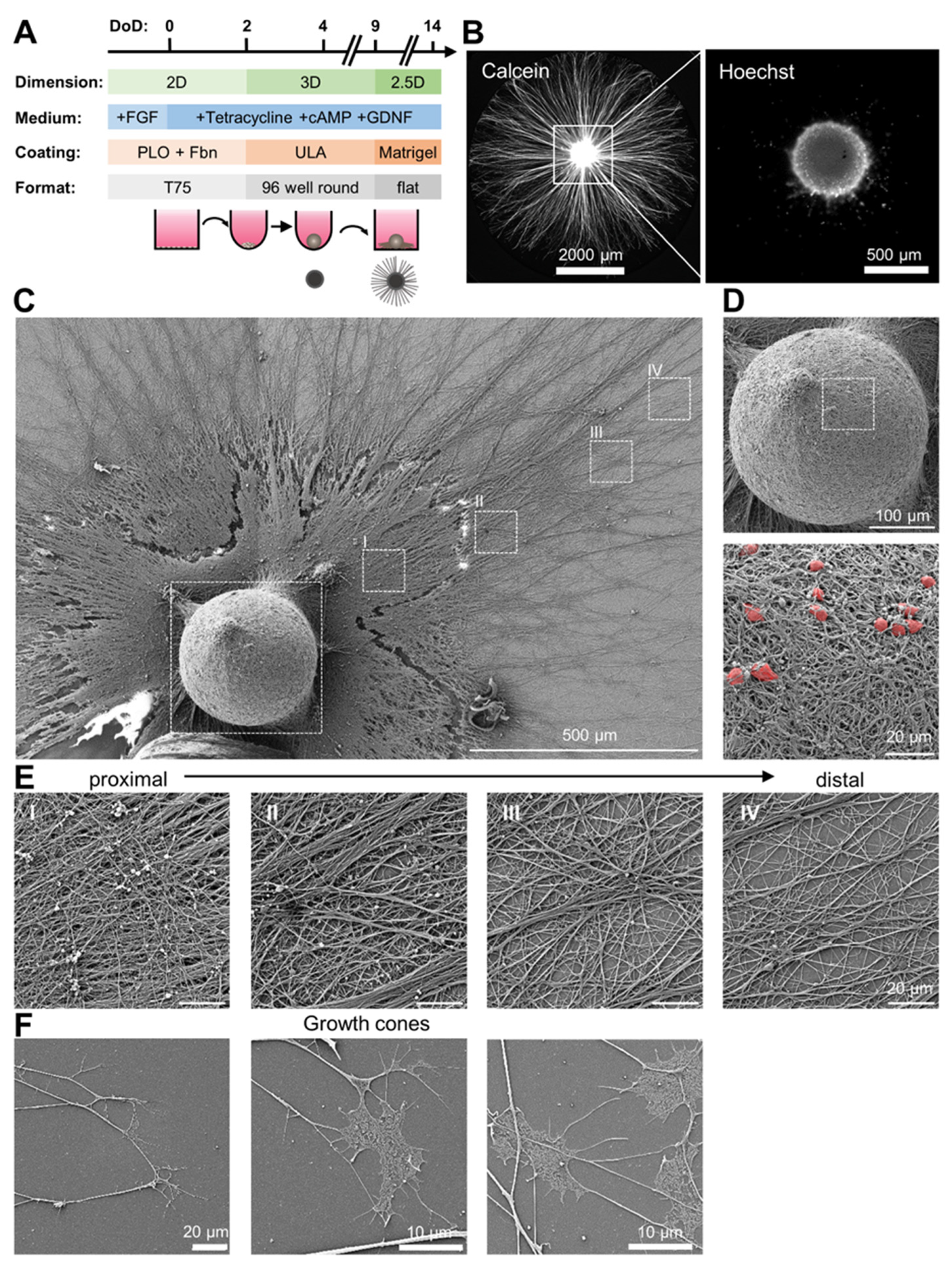 Cells 13 00242 g001 Cells 13 00242 g001