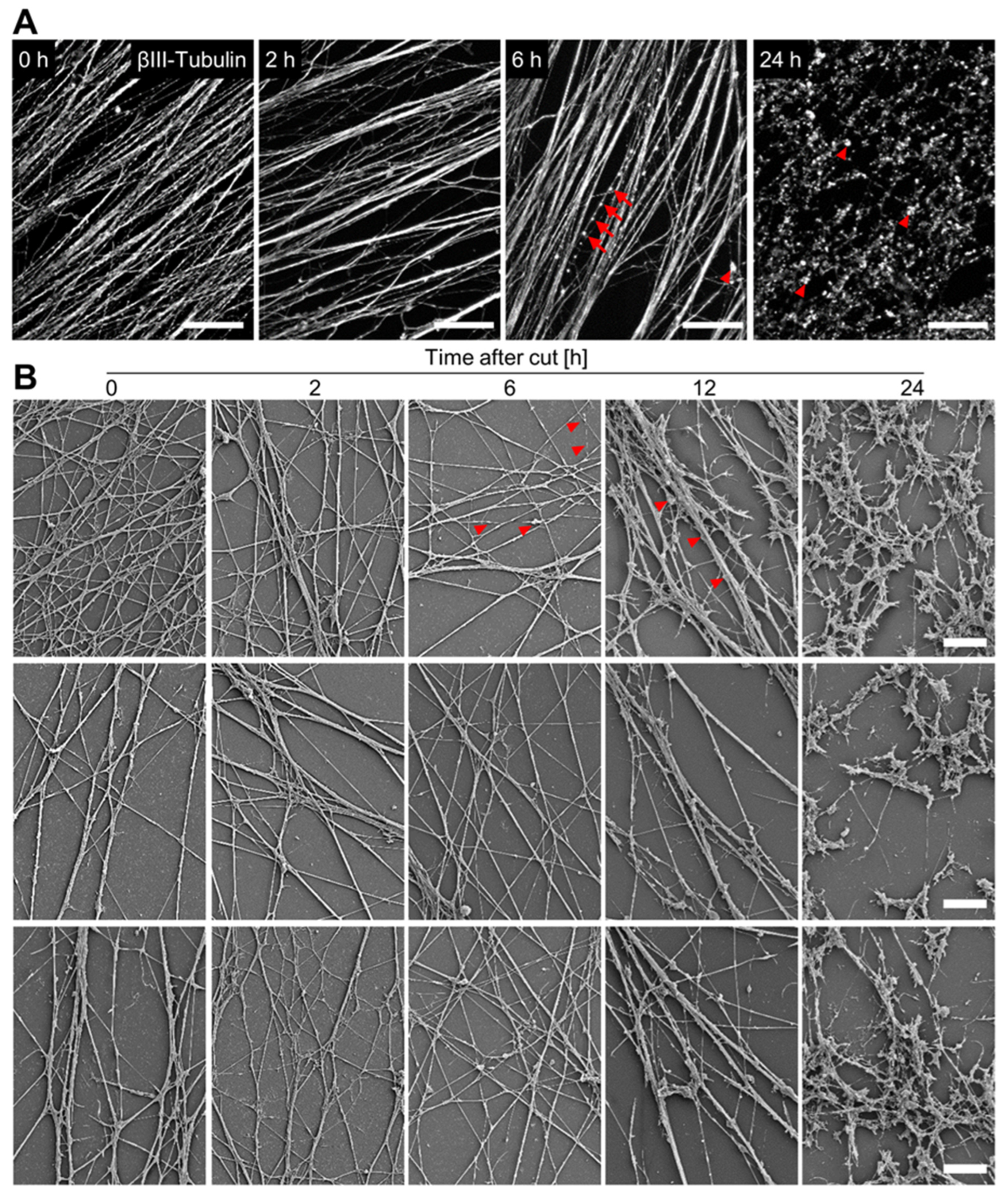 Cells 13 00242 g004 Cells 13 00242 g004