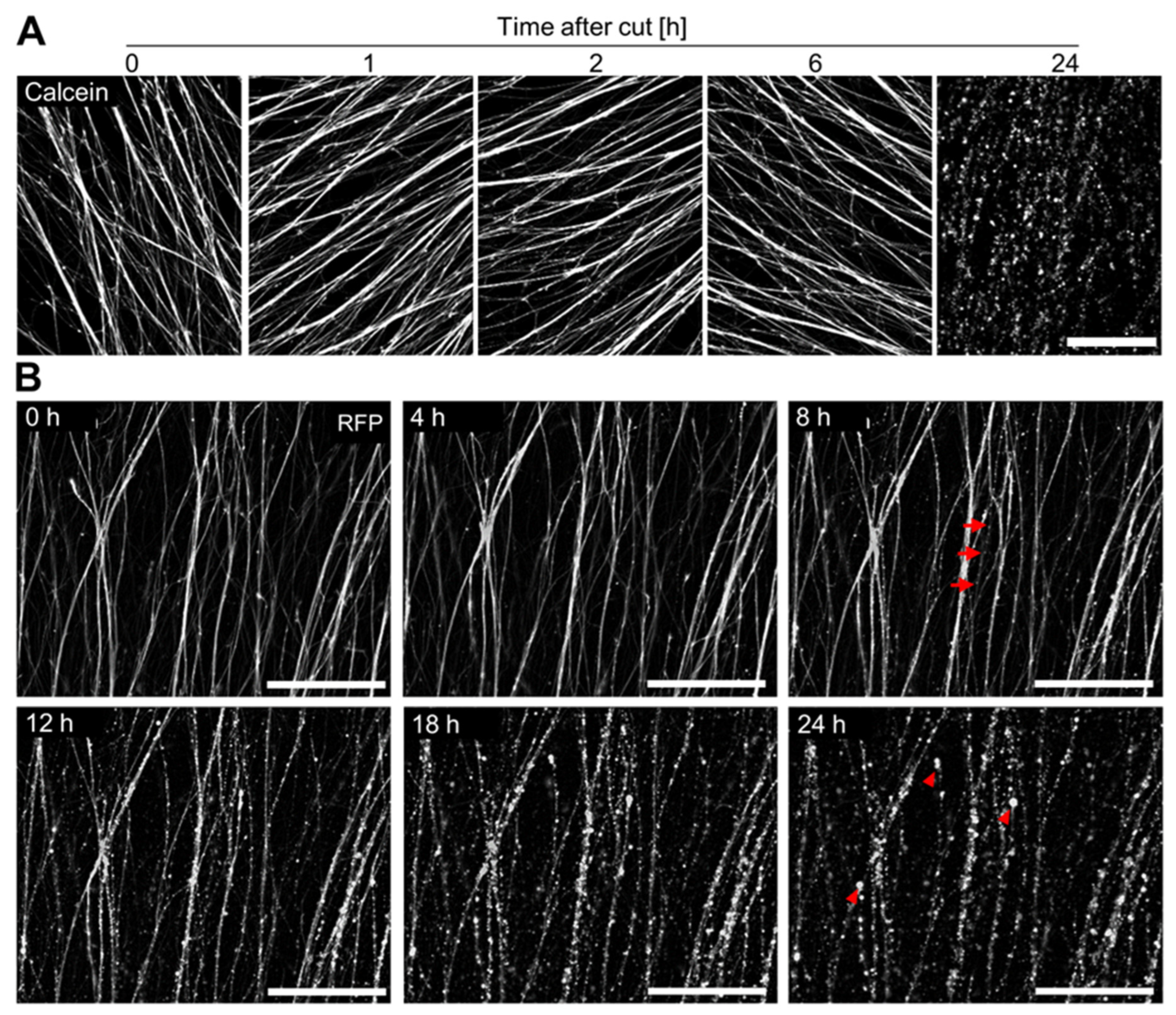 Cells 13 00242 g005 Cells 13 00242 g005