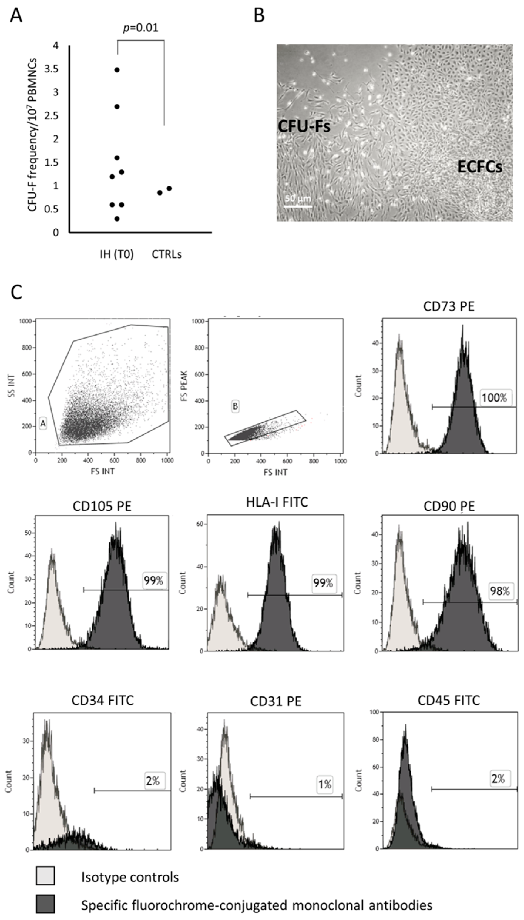 Cells 13 00254 g001