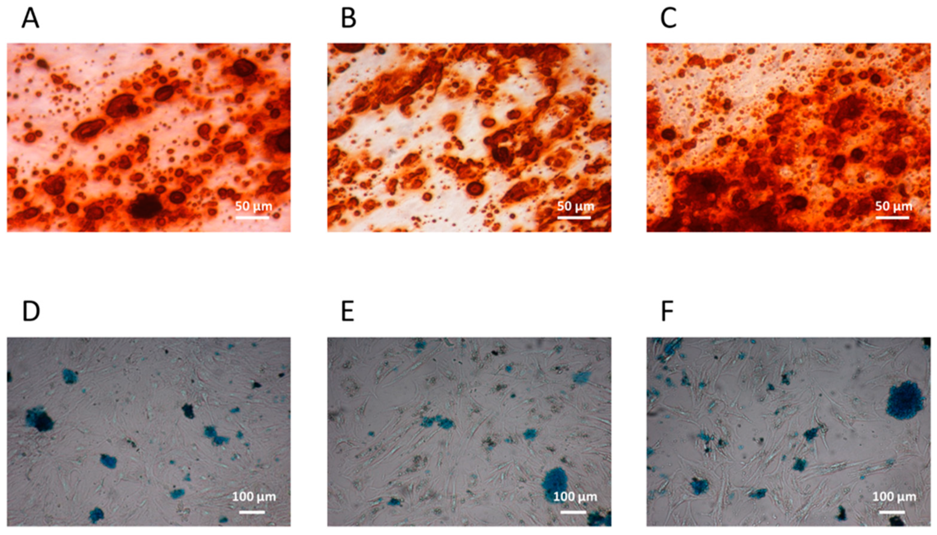 Cells 13 00254 g002