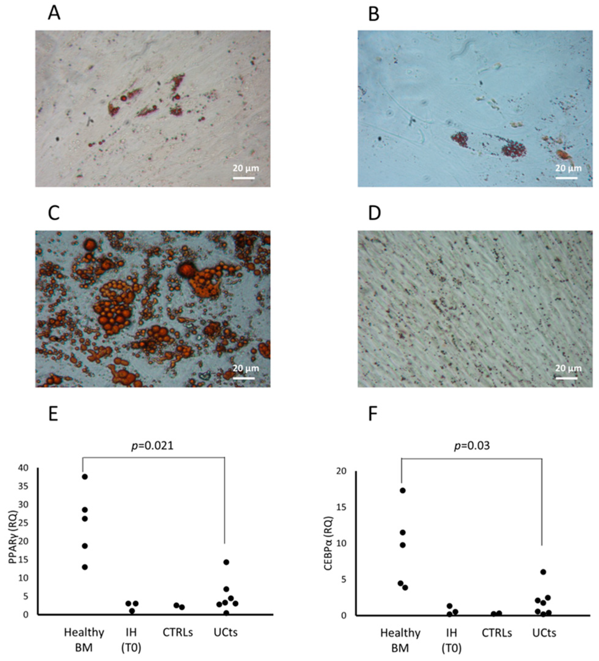 Cells 13 00254 g003