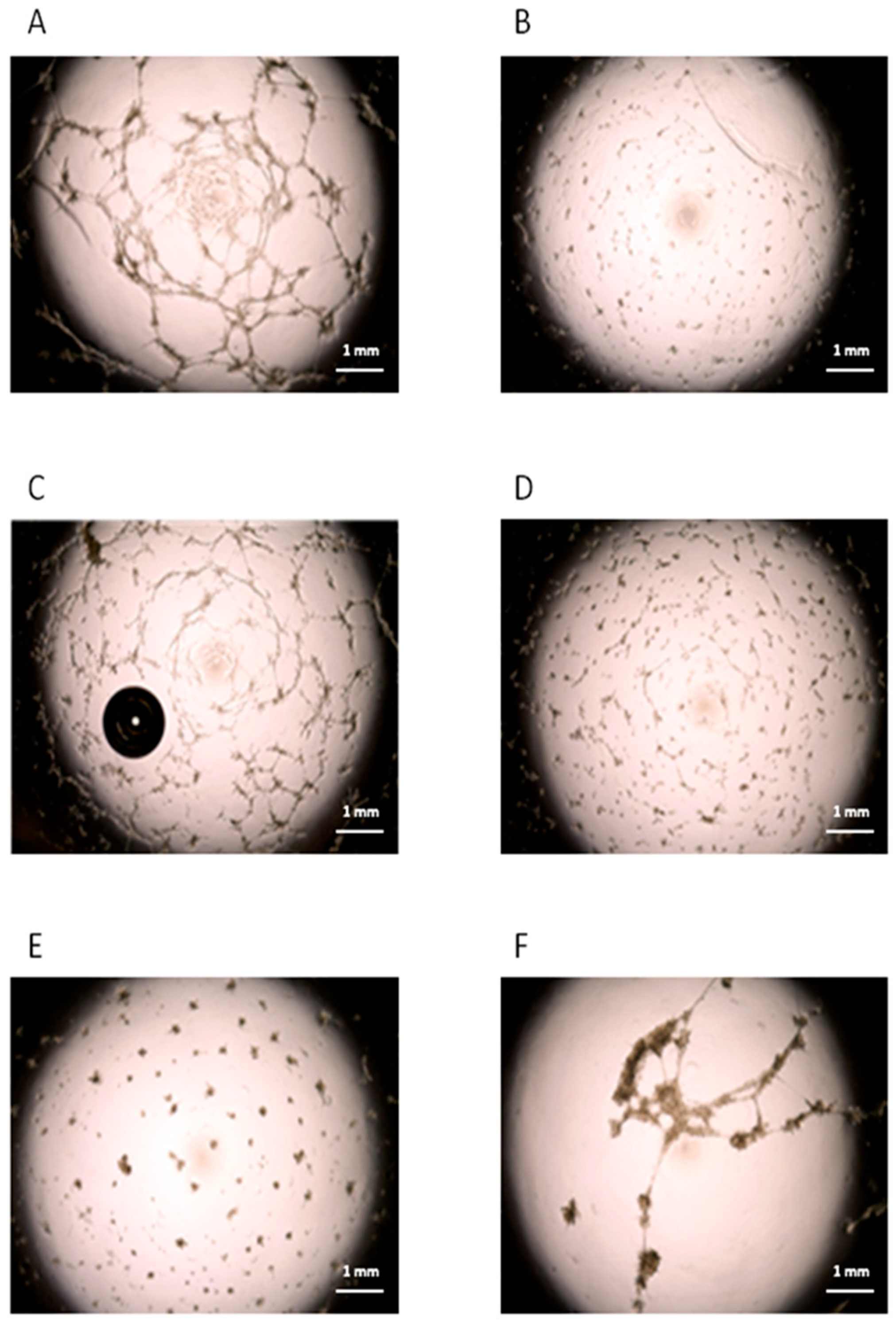 Cells 13 00254 g005