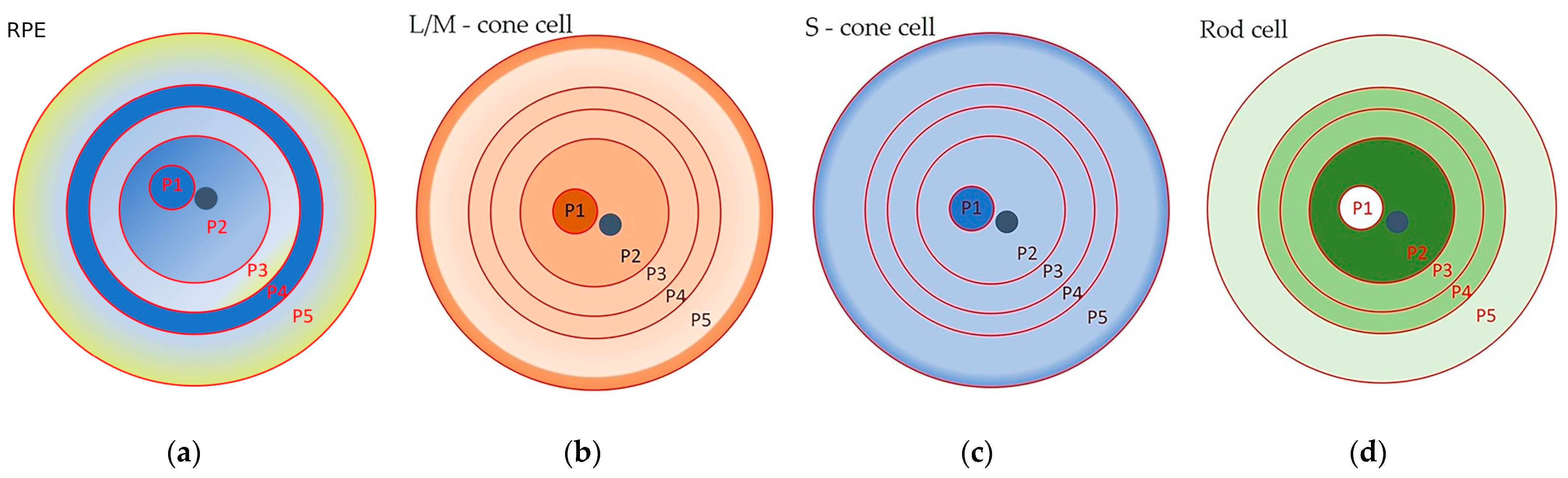Cells 13 00281 g001 Cells 13 00281 g001
