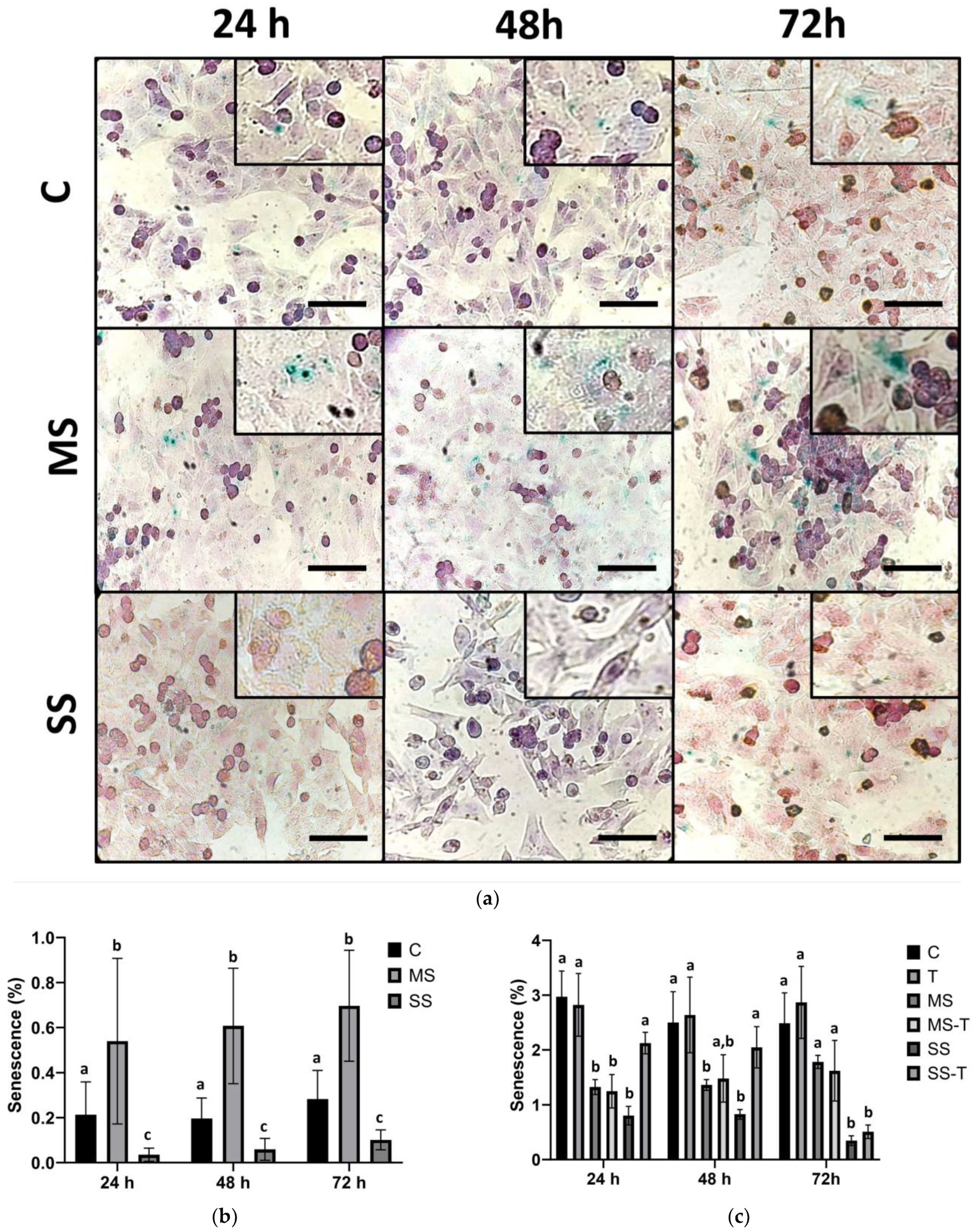 Cells 13 00282 g004a