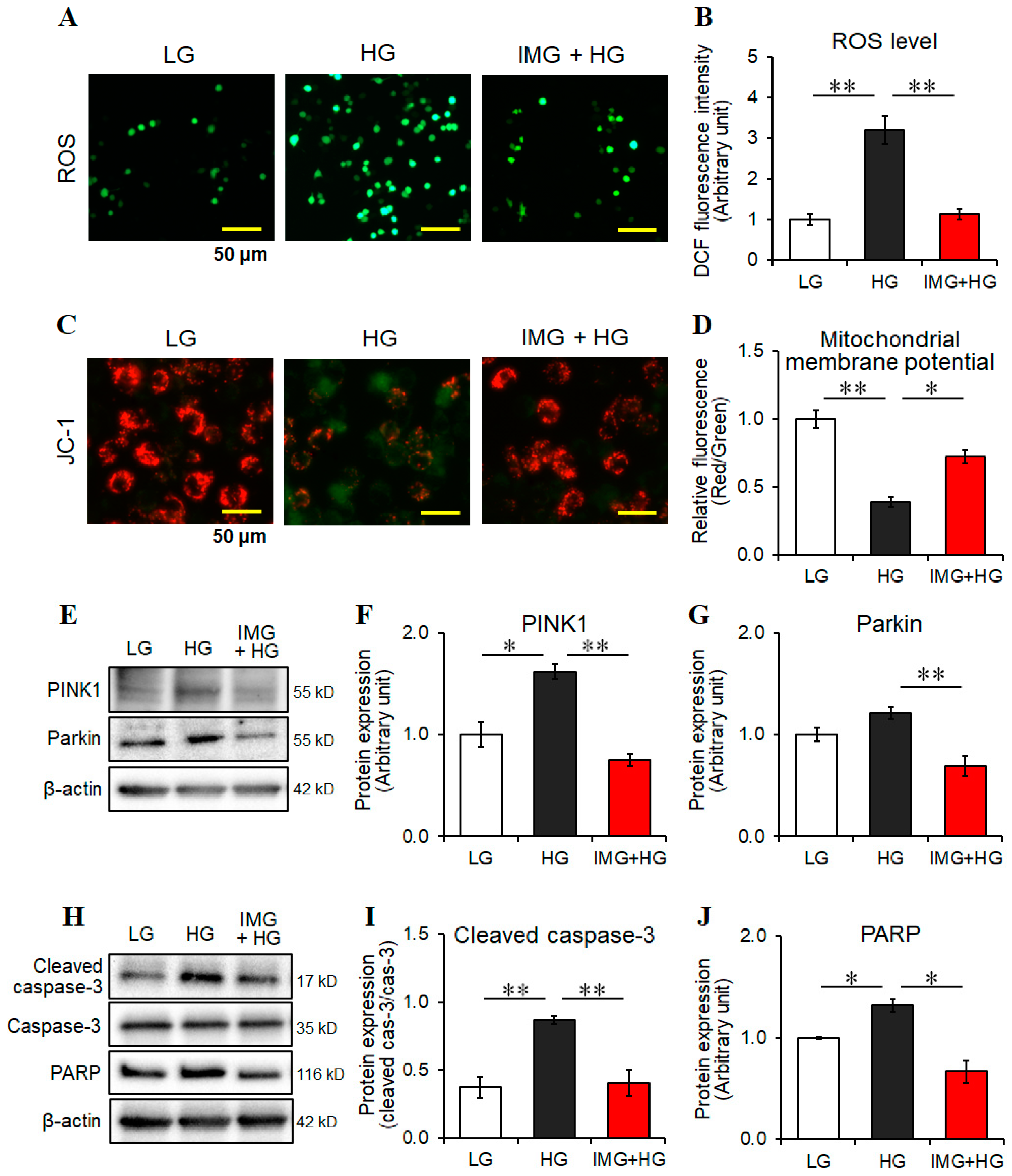 Cells 13 00284 g002