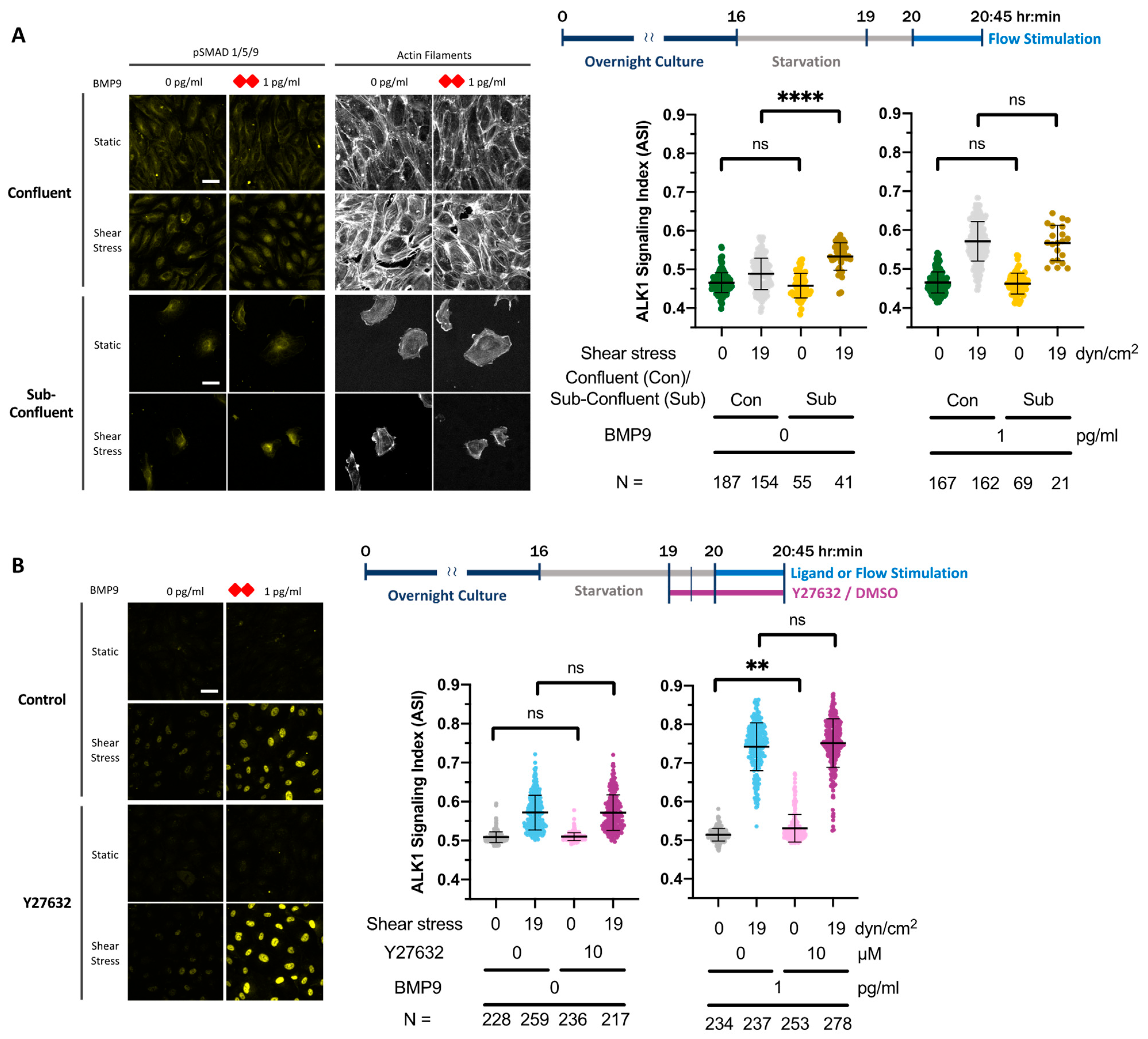 Cells 13 00285 g005a