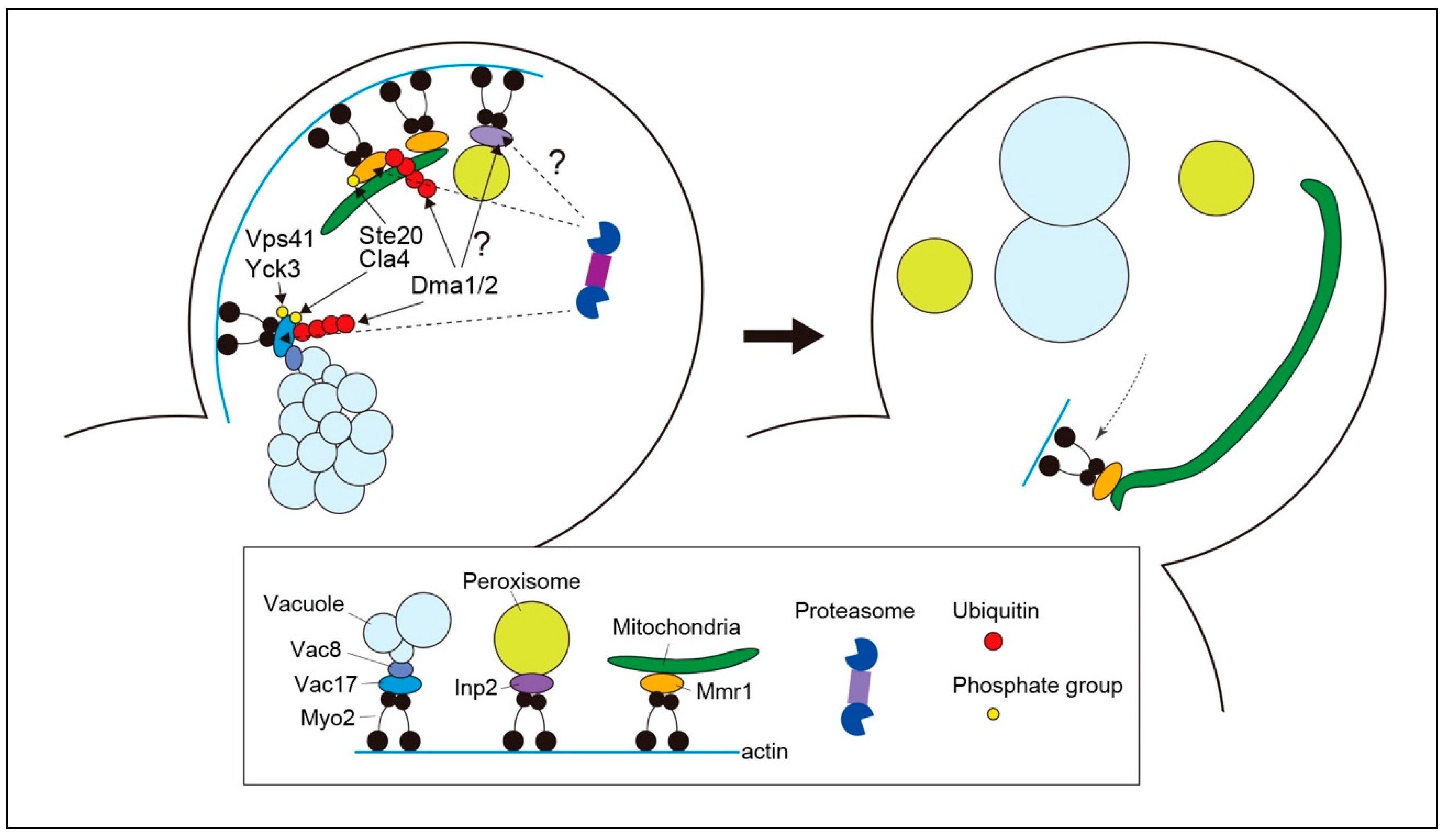 Cells 13 00292 g001 Cells 13 00292 g001