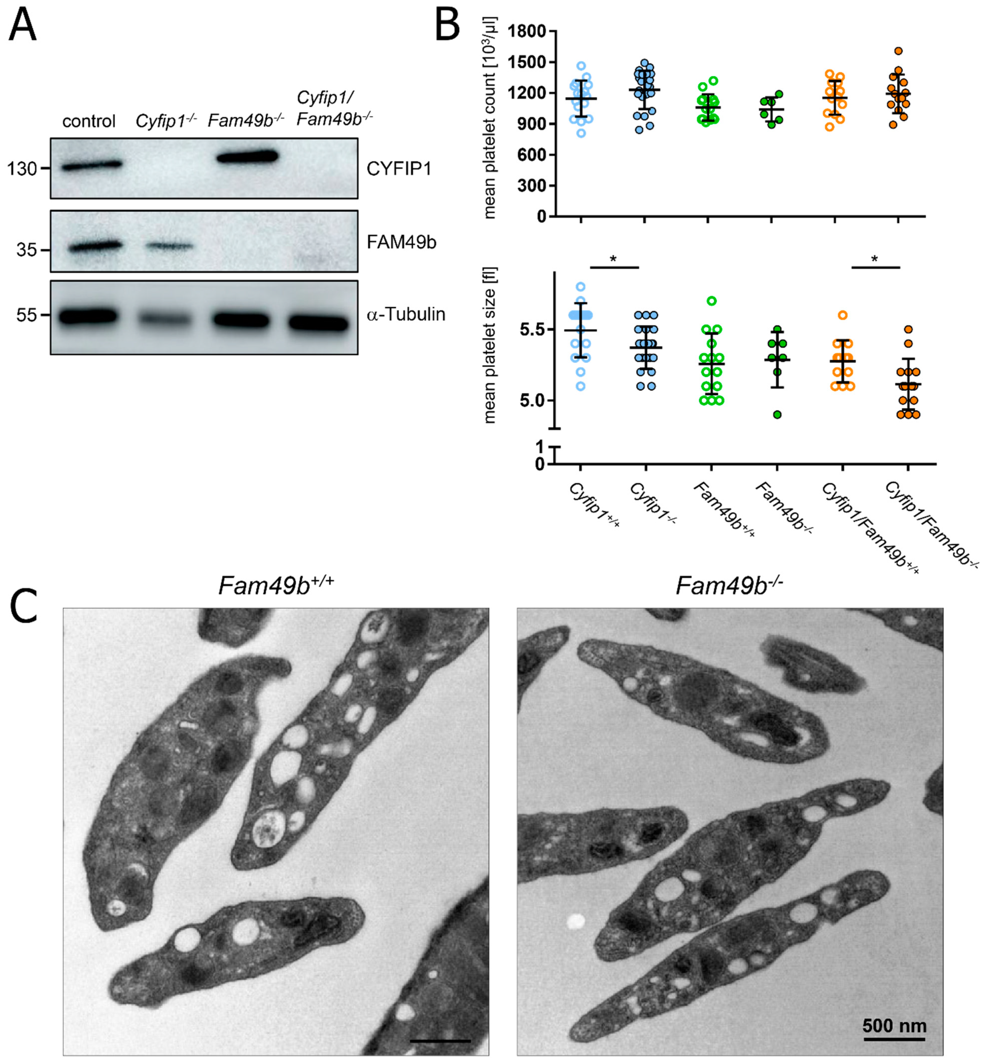 Cells 13 00299 g001