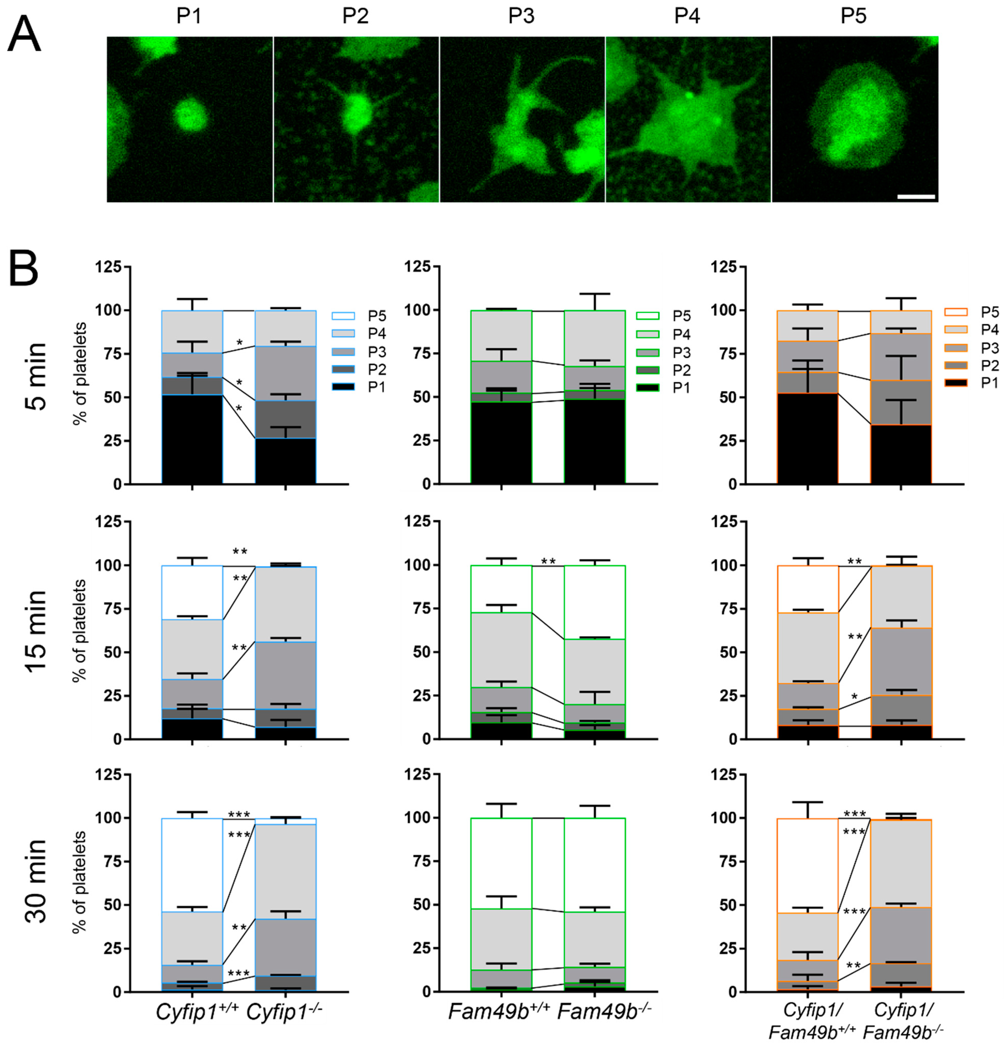 Cells 13 00299 g003