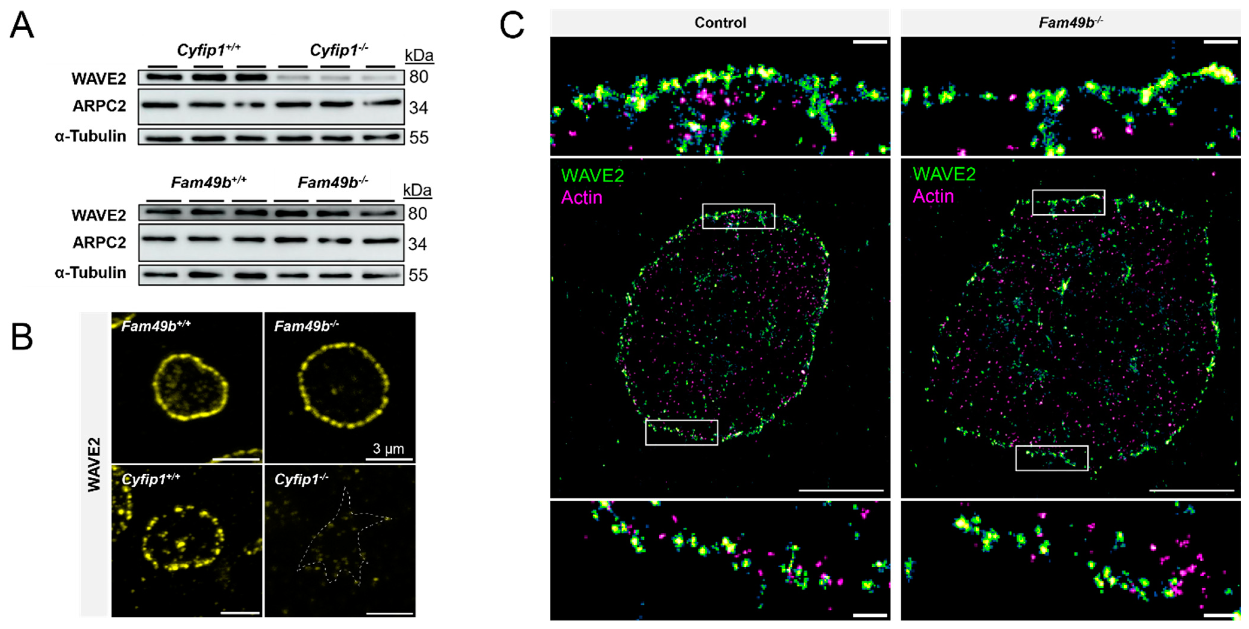Cells 13 00299 g006