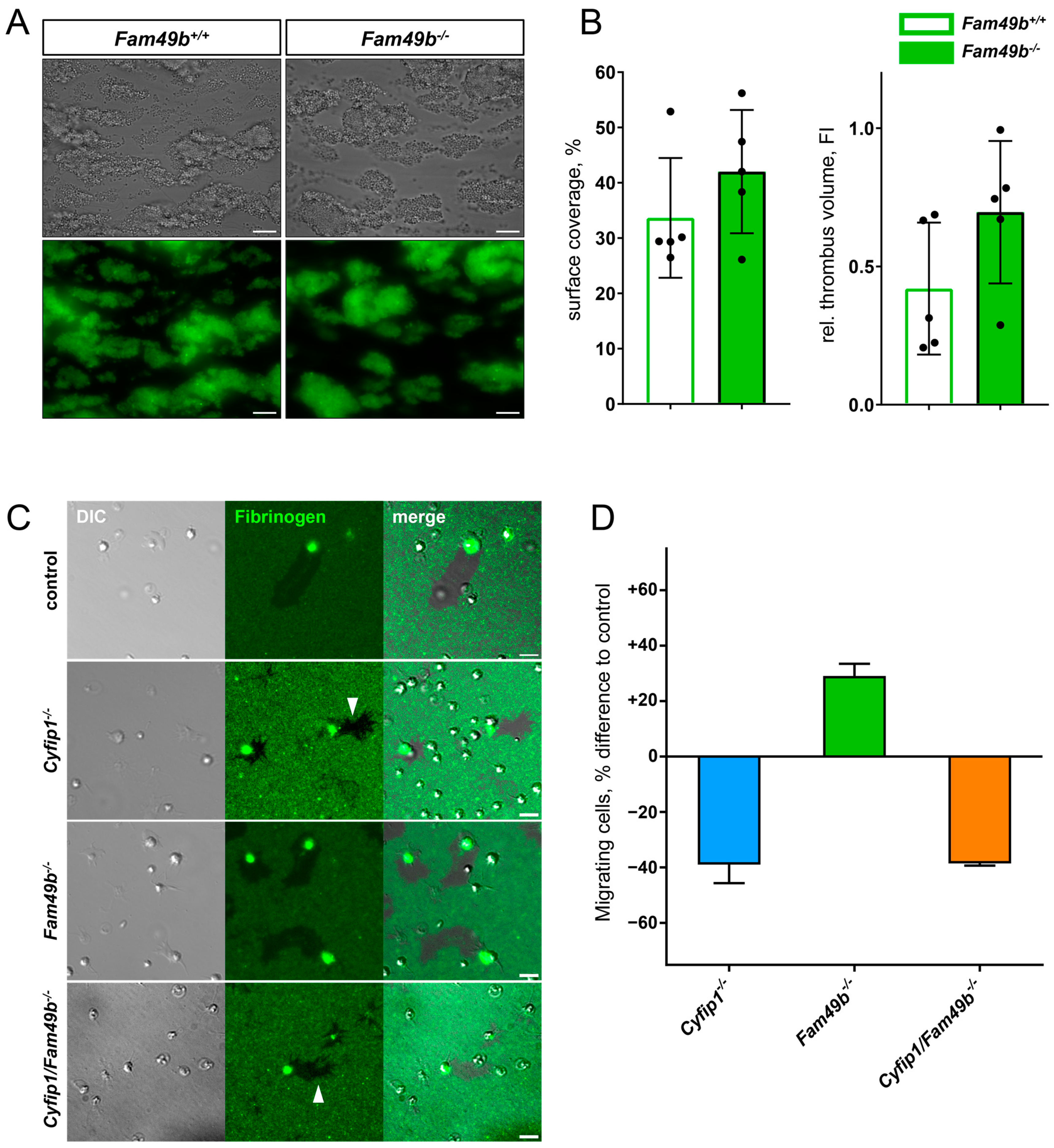 Cells 13 00299 g007