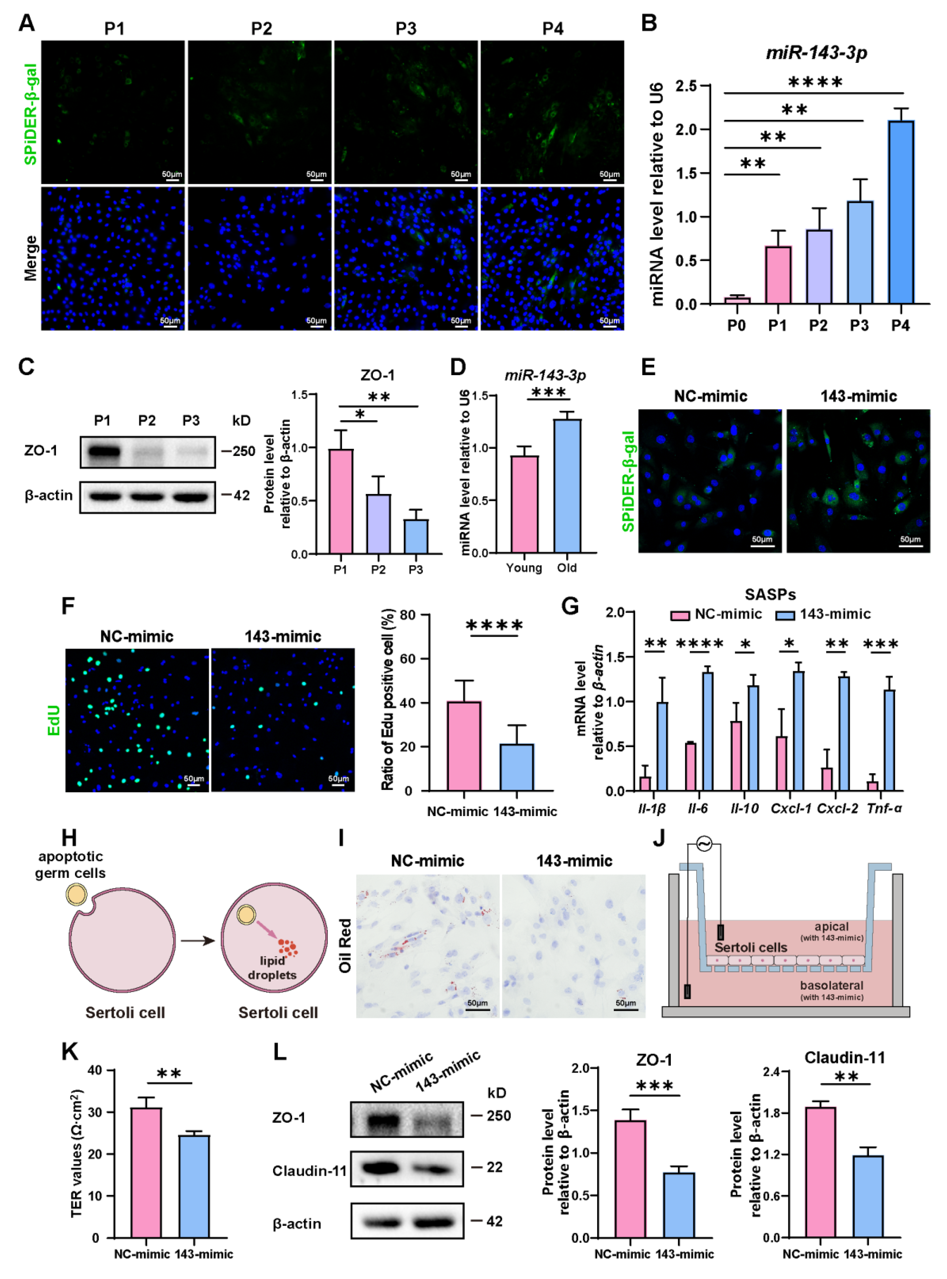 Cells 13 00313 g001 Cells 13 00313 g001