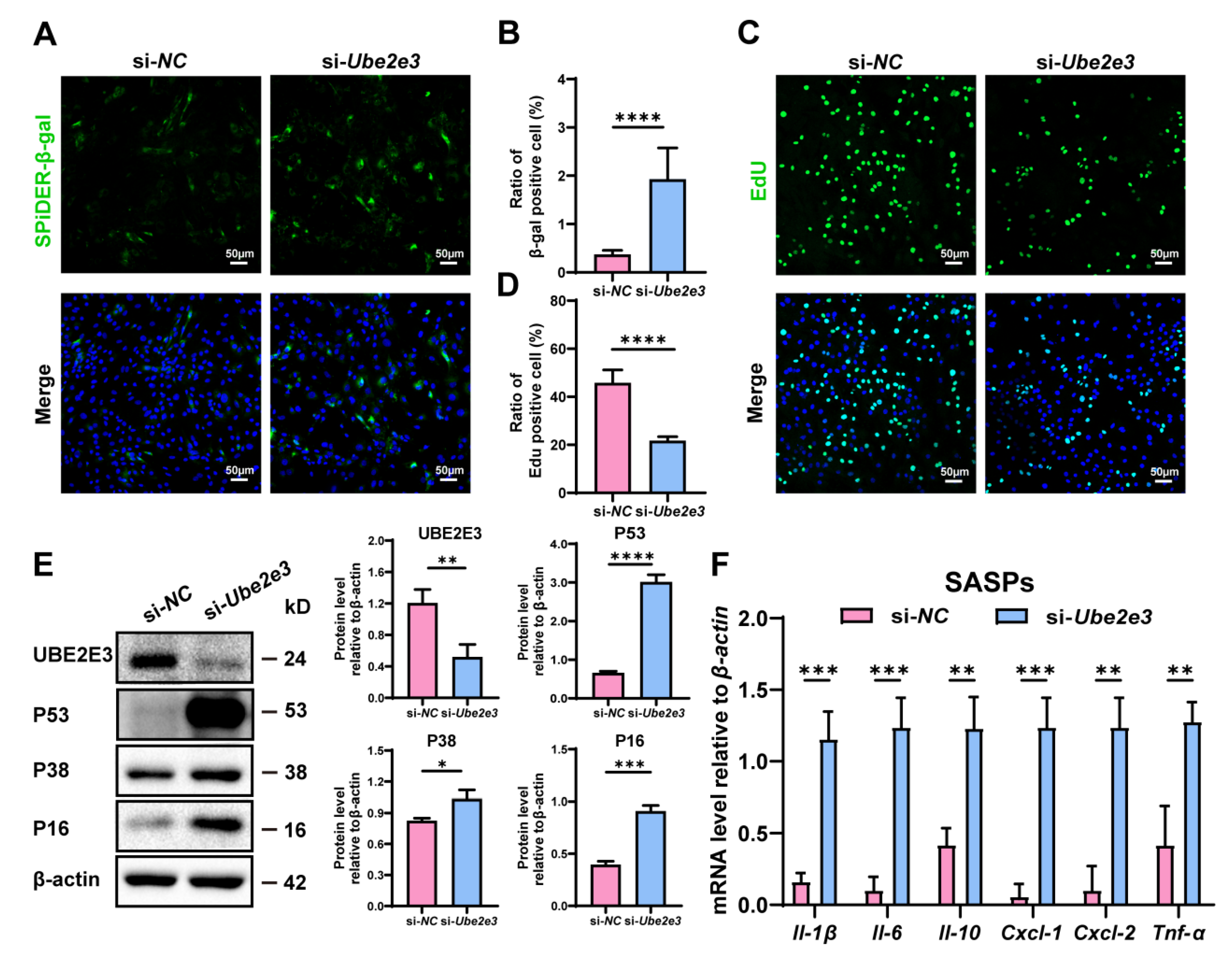 Cells 13 00313 g004 Cells 13 00313 g004