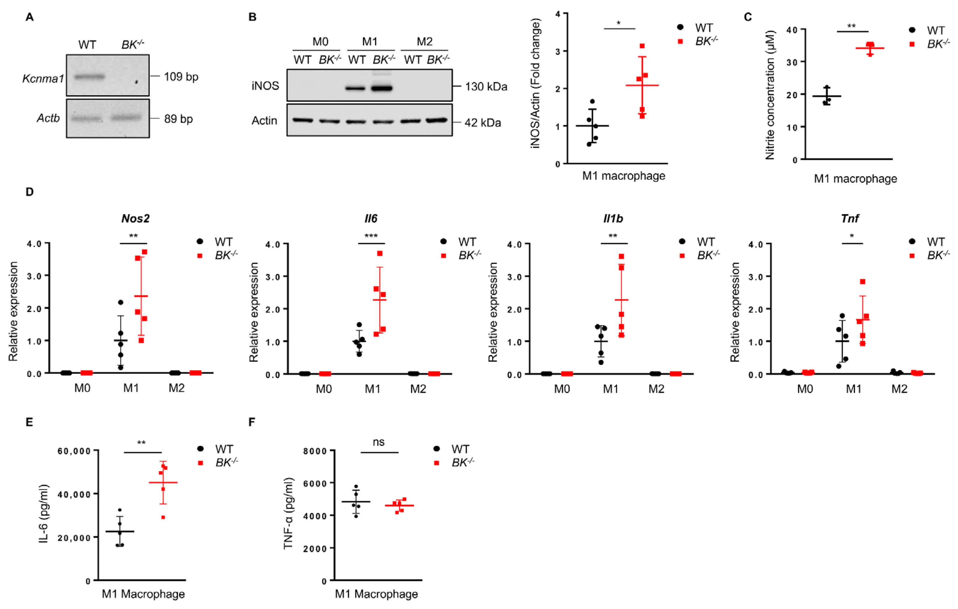 Cells 13 00322 g001 Cells 13 00322 g001