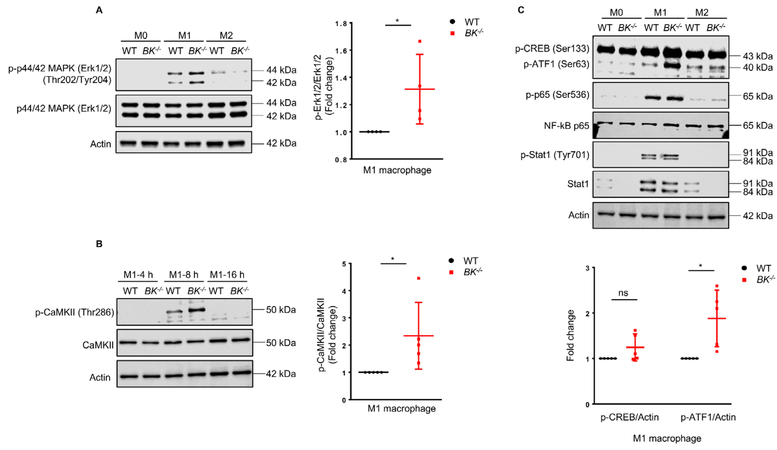 Cells 13 00322 g002 Cells 13 00322 g002