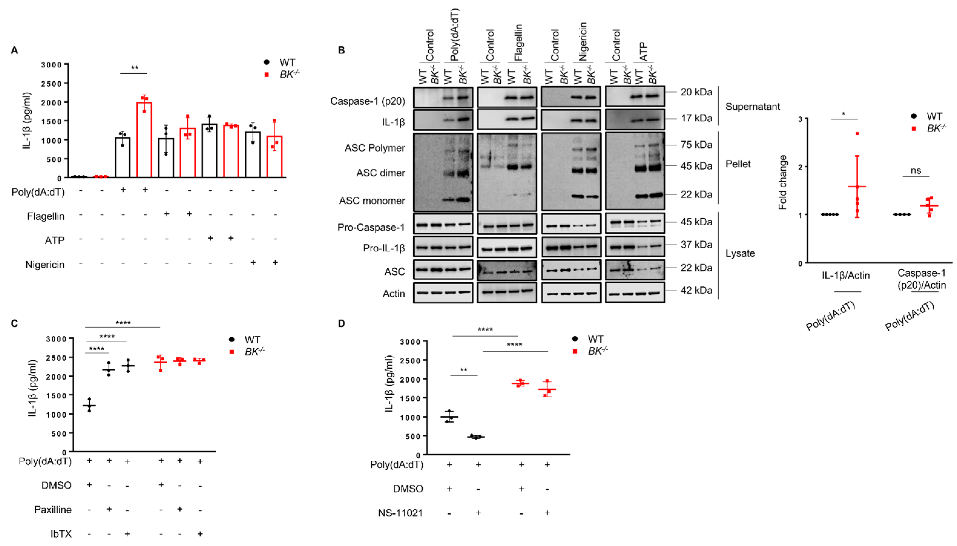 Cells 13 00322 g003 Cells 13 00322 g003