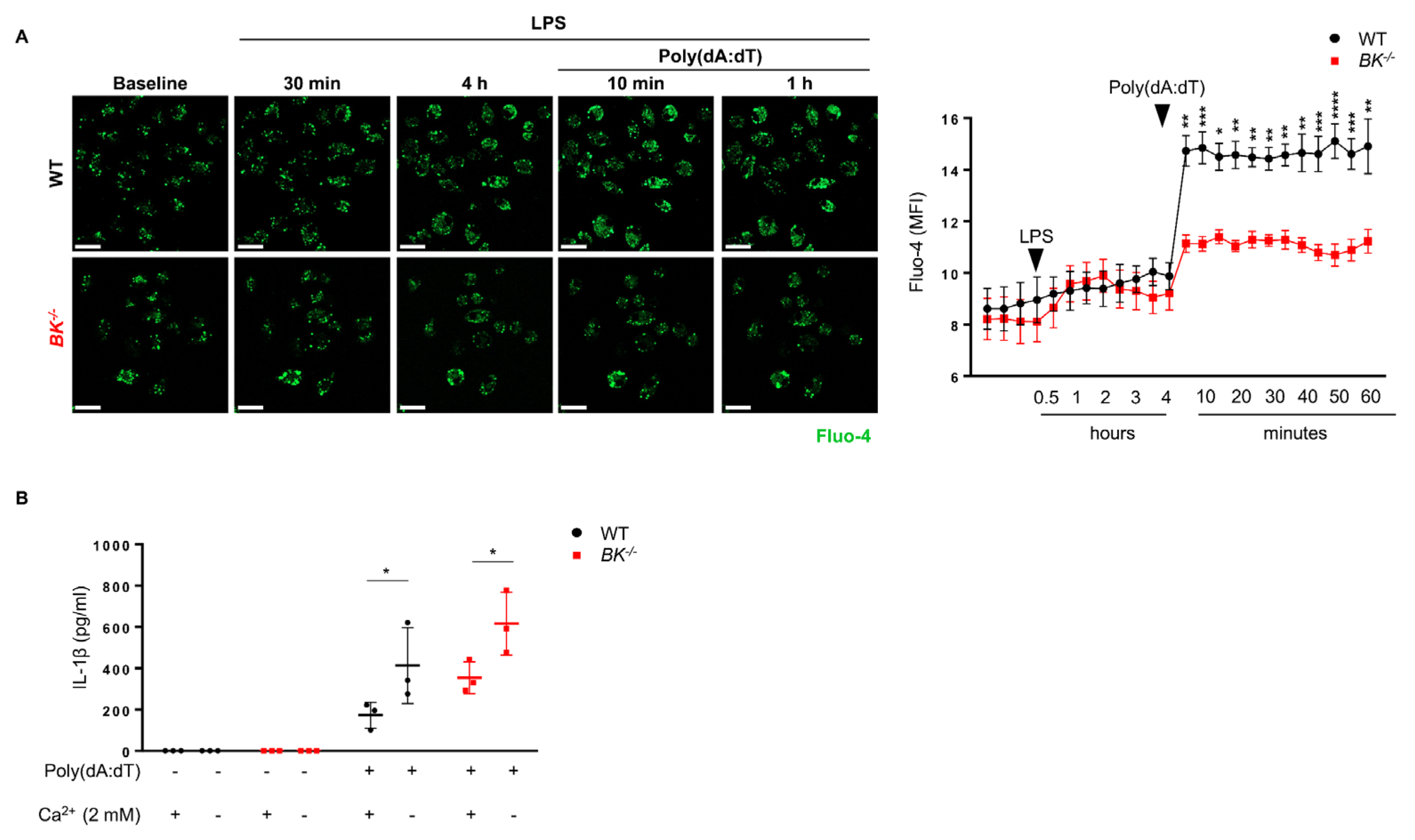 Cells 13 00322 g004 Cells 13 00322 g004