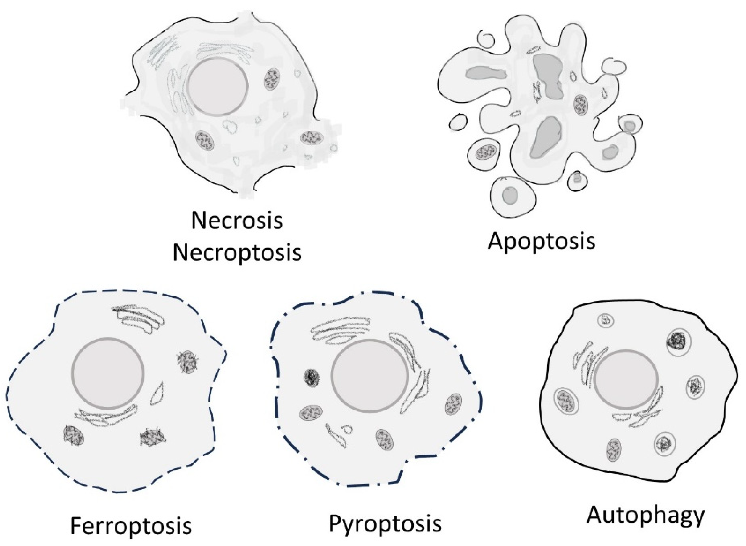 Cells 13 00325 g001 Cells 13 00325 g001