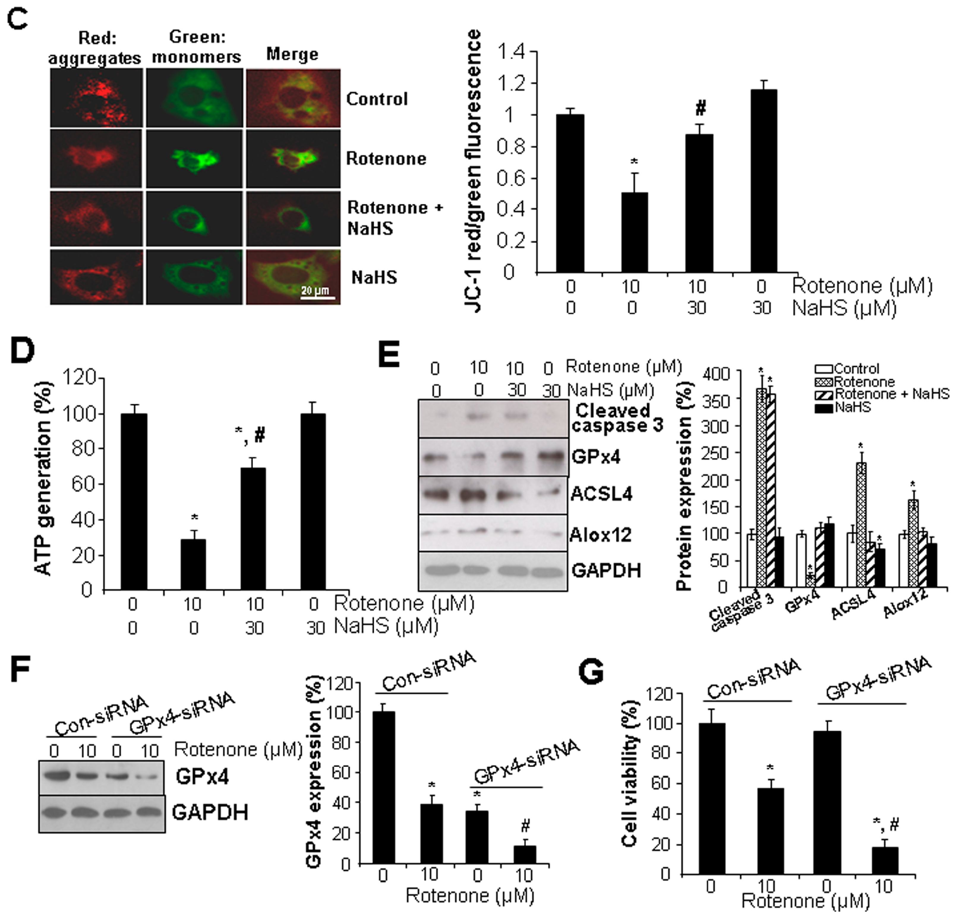 Cells 13 00371 g002b