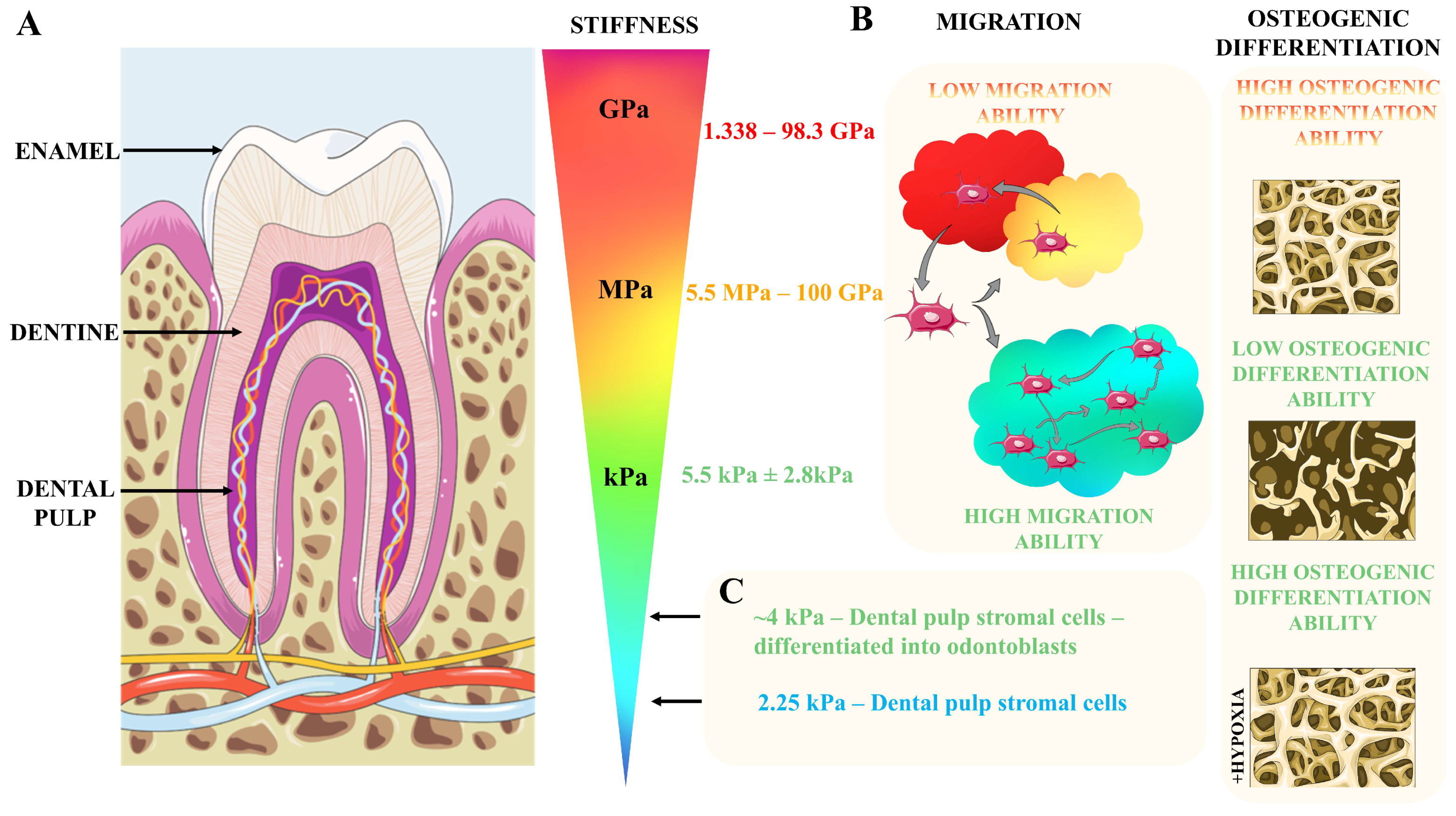 Cells 13 00375 g002 Cells 13 00375 g002