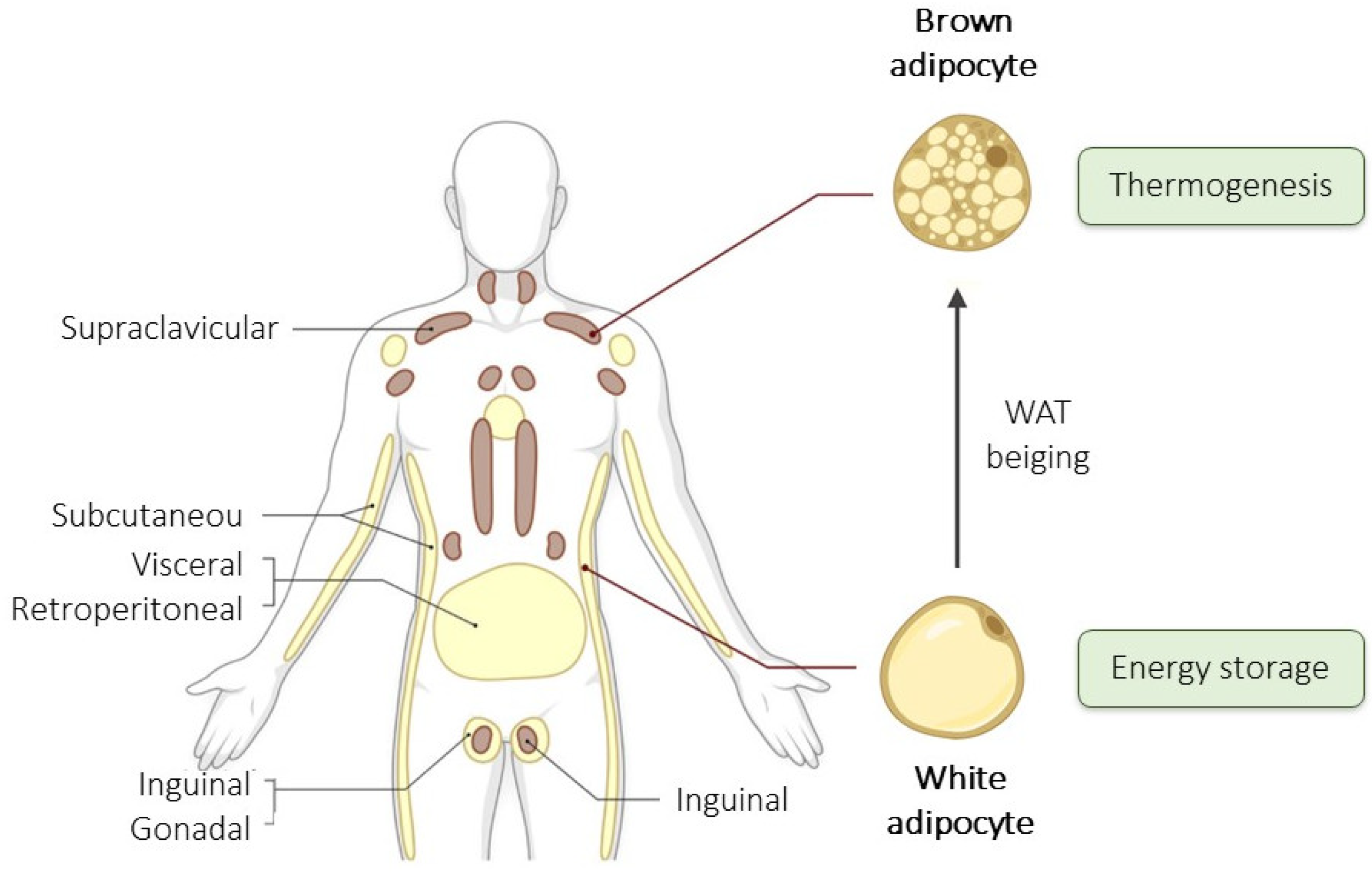 Cells 13 00380 g001 Cells 13 00380 g001