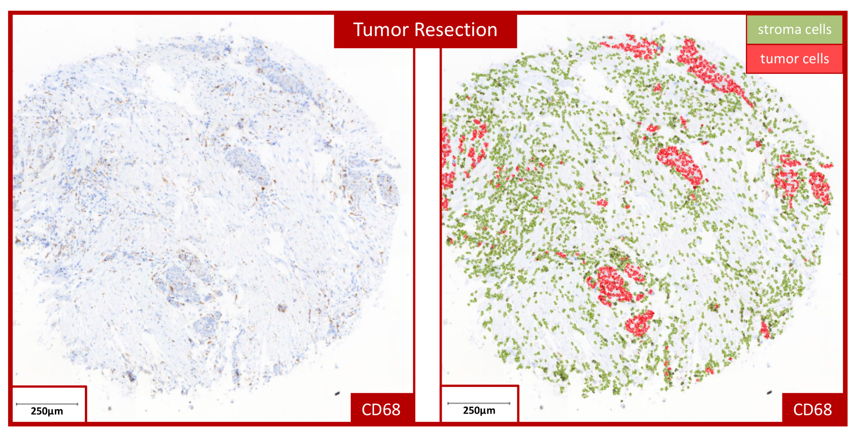 Cells 13 00397 g001 Cells 13 00397 g001