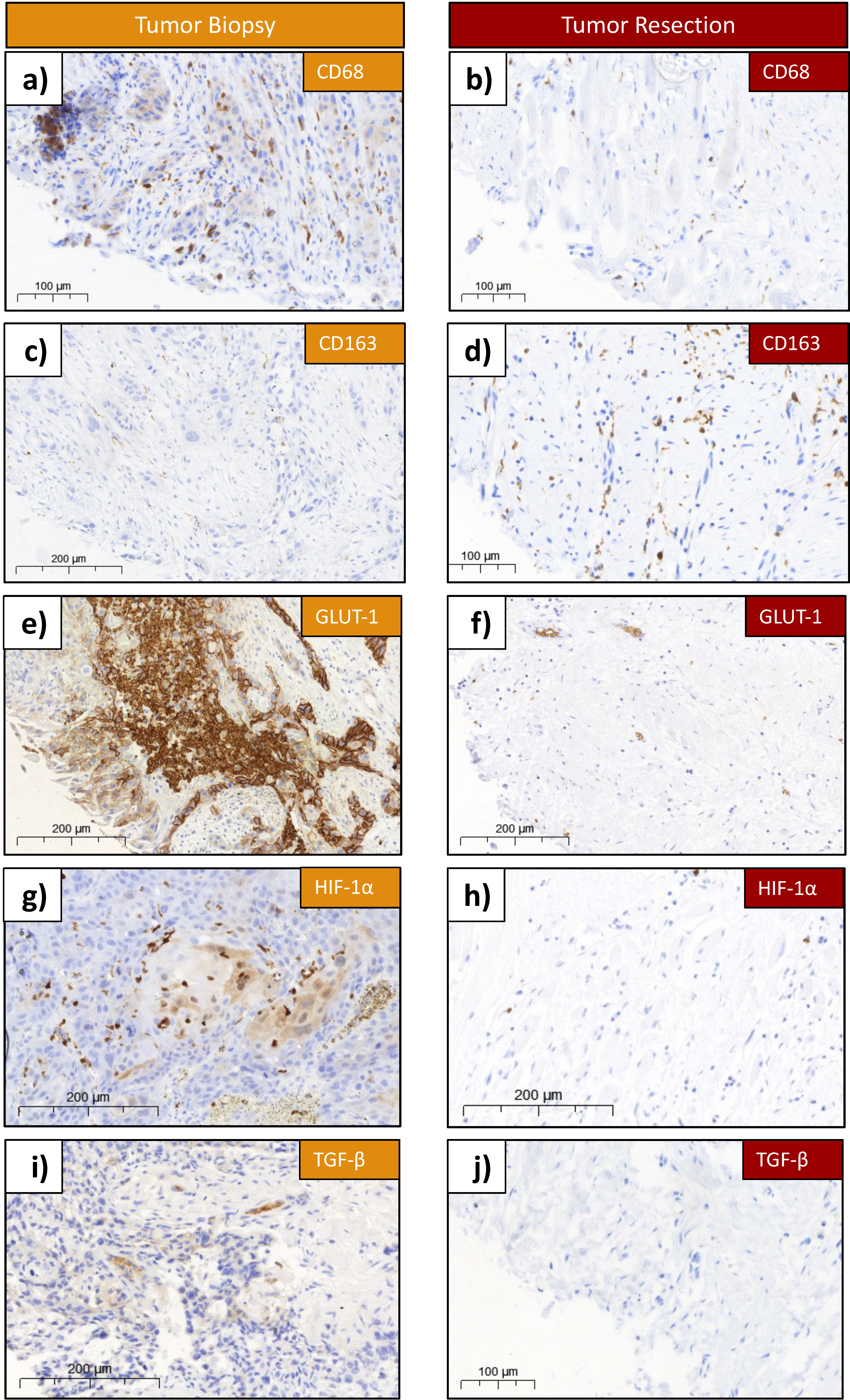 Cells 13 00397 g002 Cells 13 00397 g002