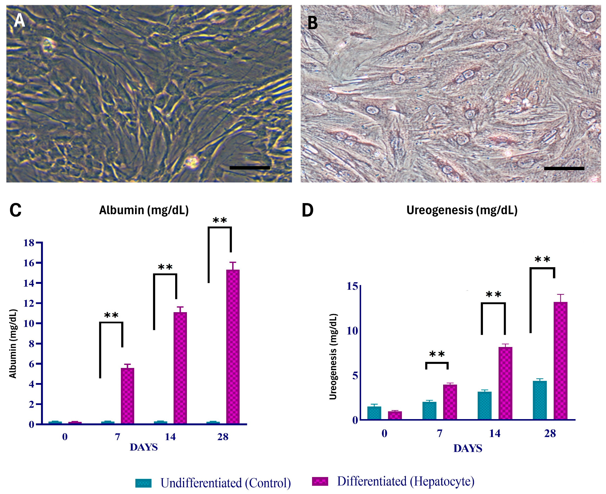 Cells 13 00404 g002 Cells 13 00404 g002