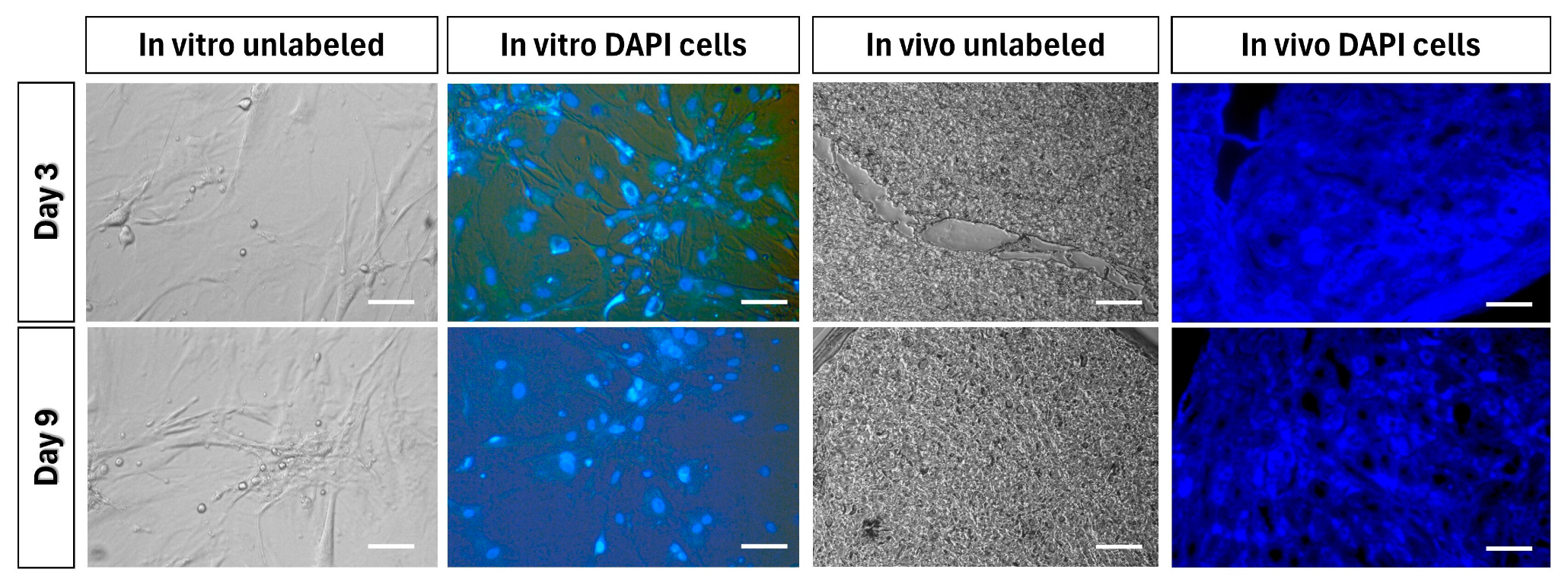 Cells 13 00404 g009 Cells 13 00404 g009