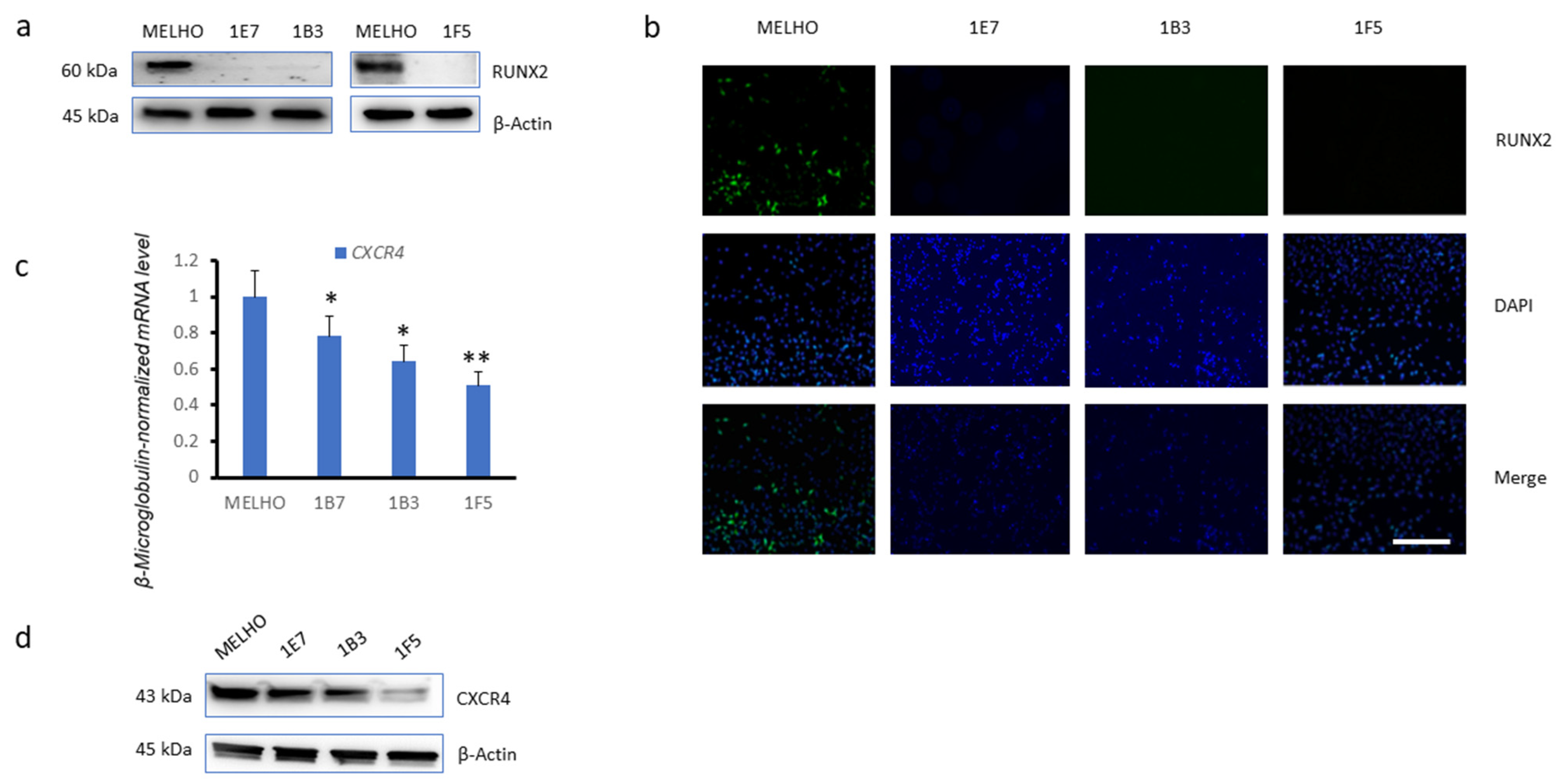 Cells 13 00408 g002 Cells 13 00408 g002