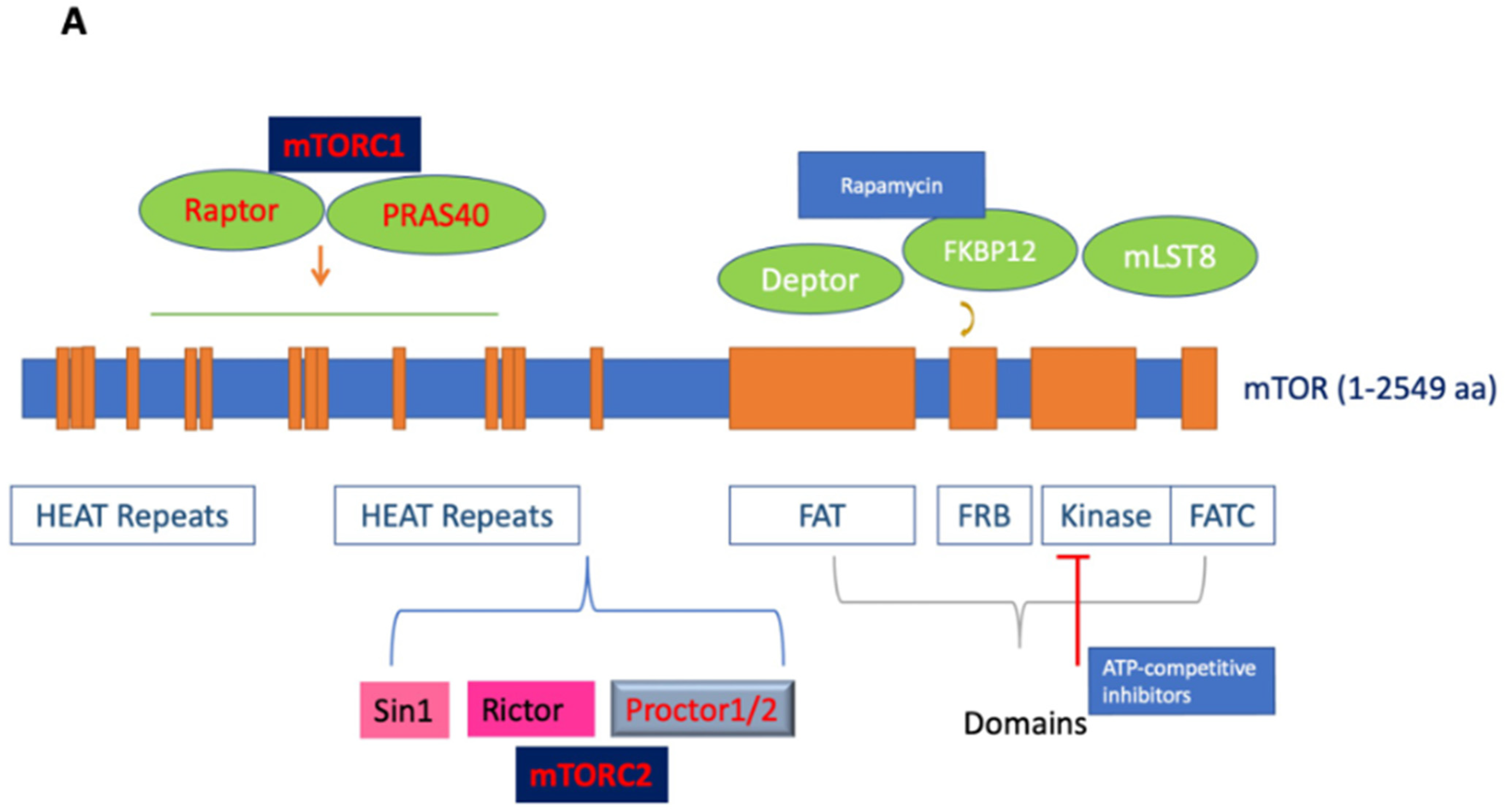 Cells 13 00409 g001a