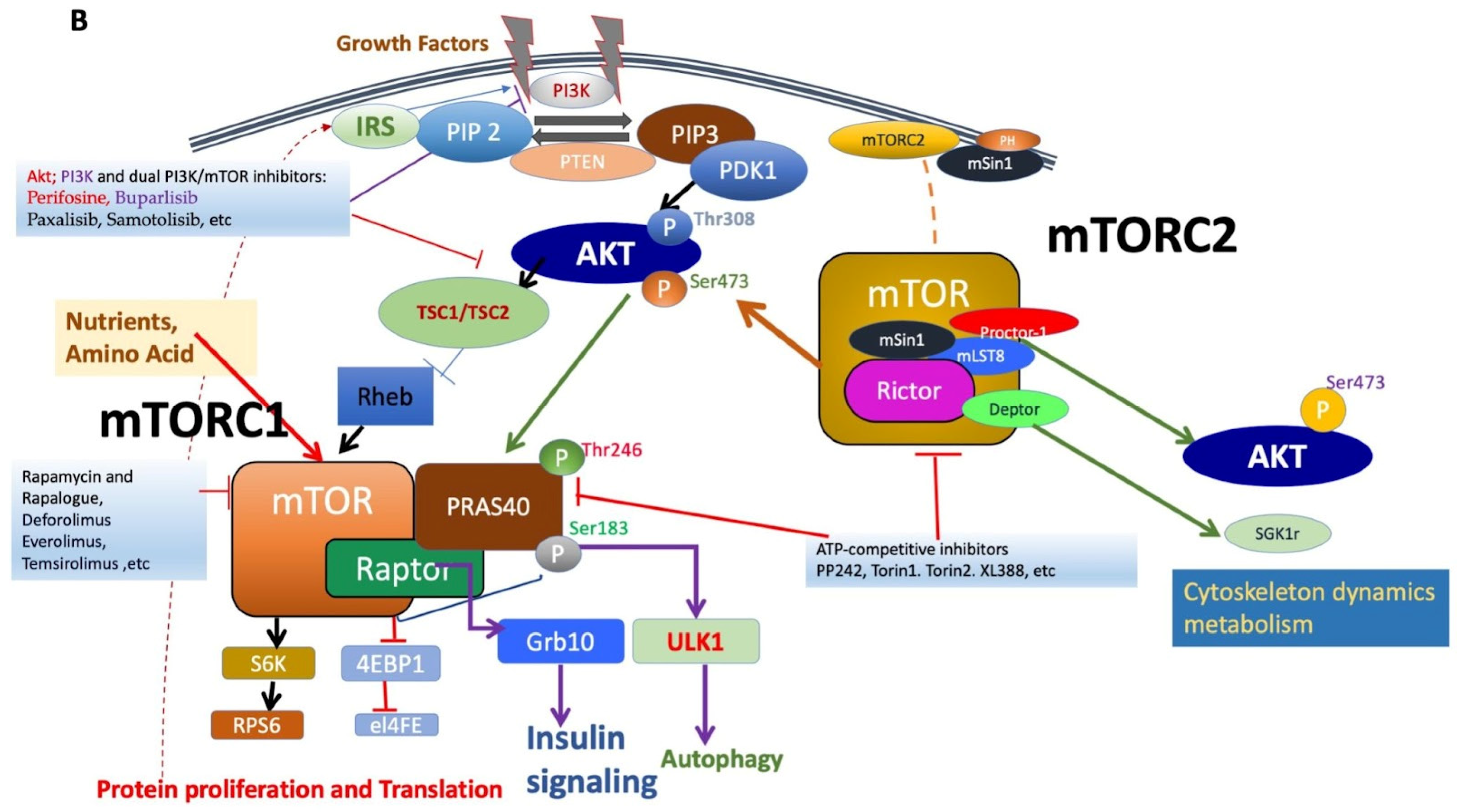Cells 13 00409 g001b