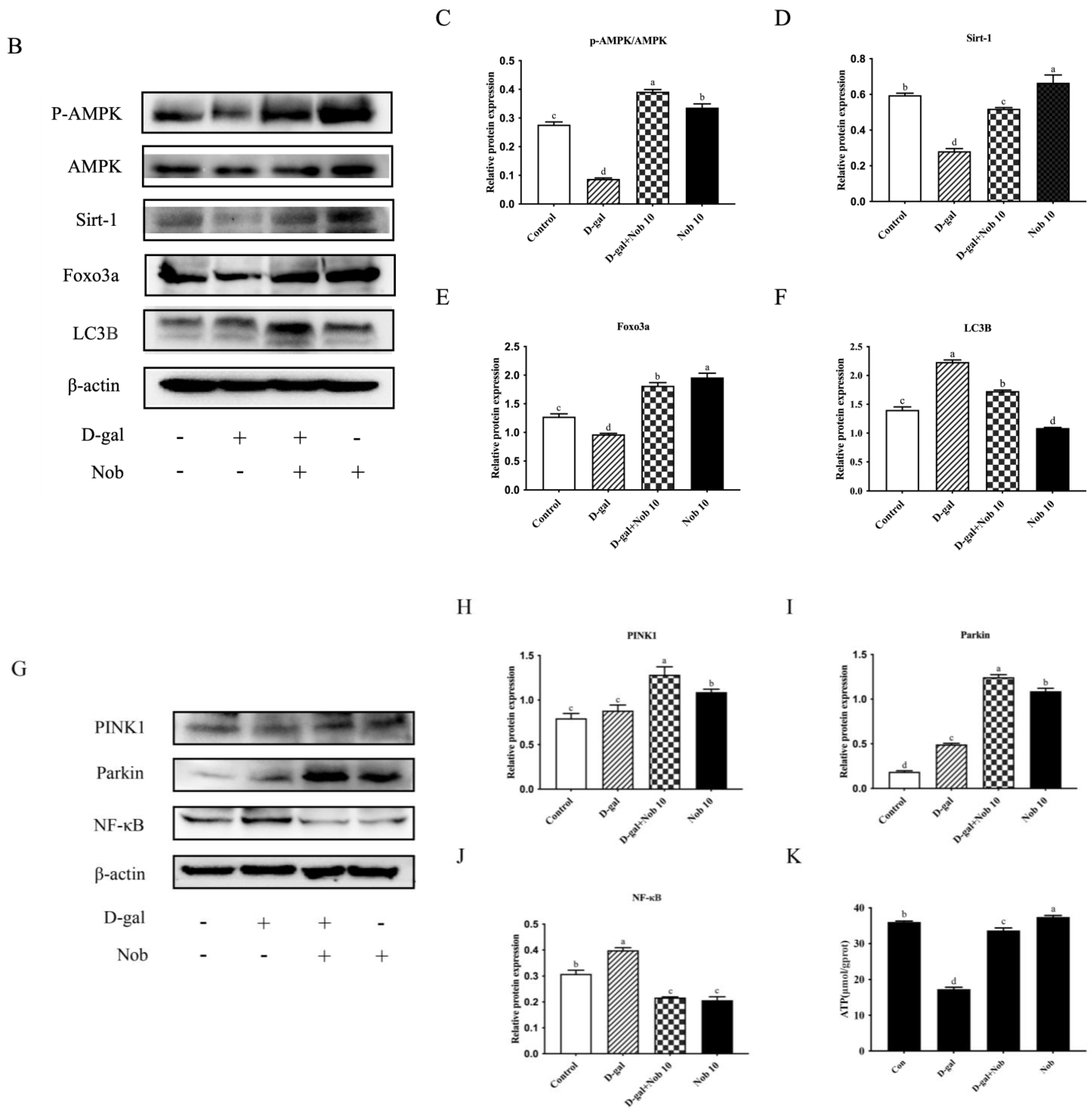 Cells 13 00415 g006b
