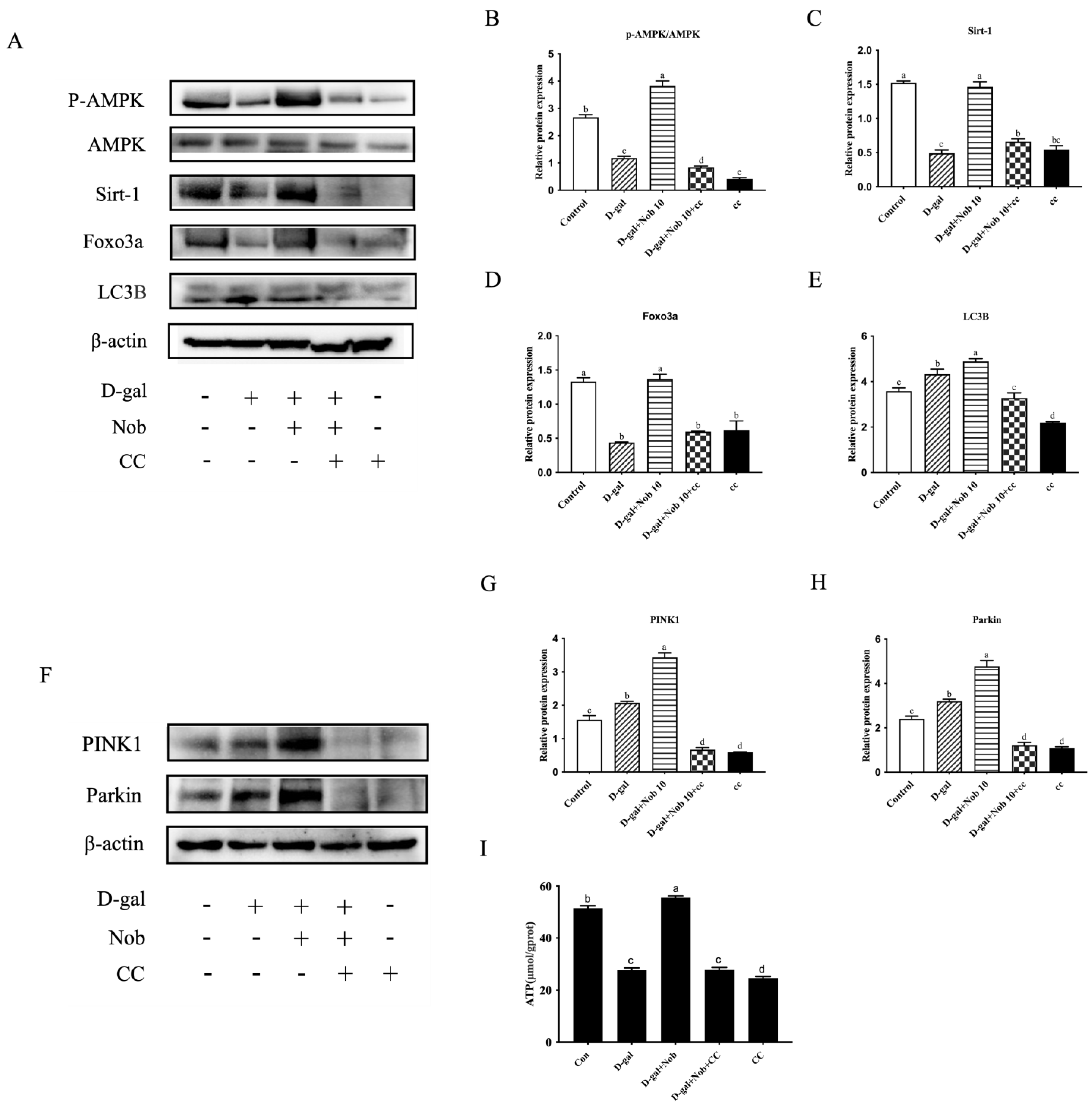 Cells 13 00415 g007a