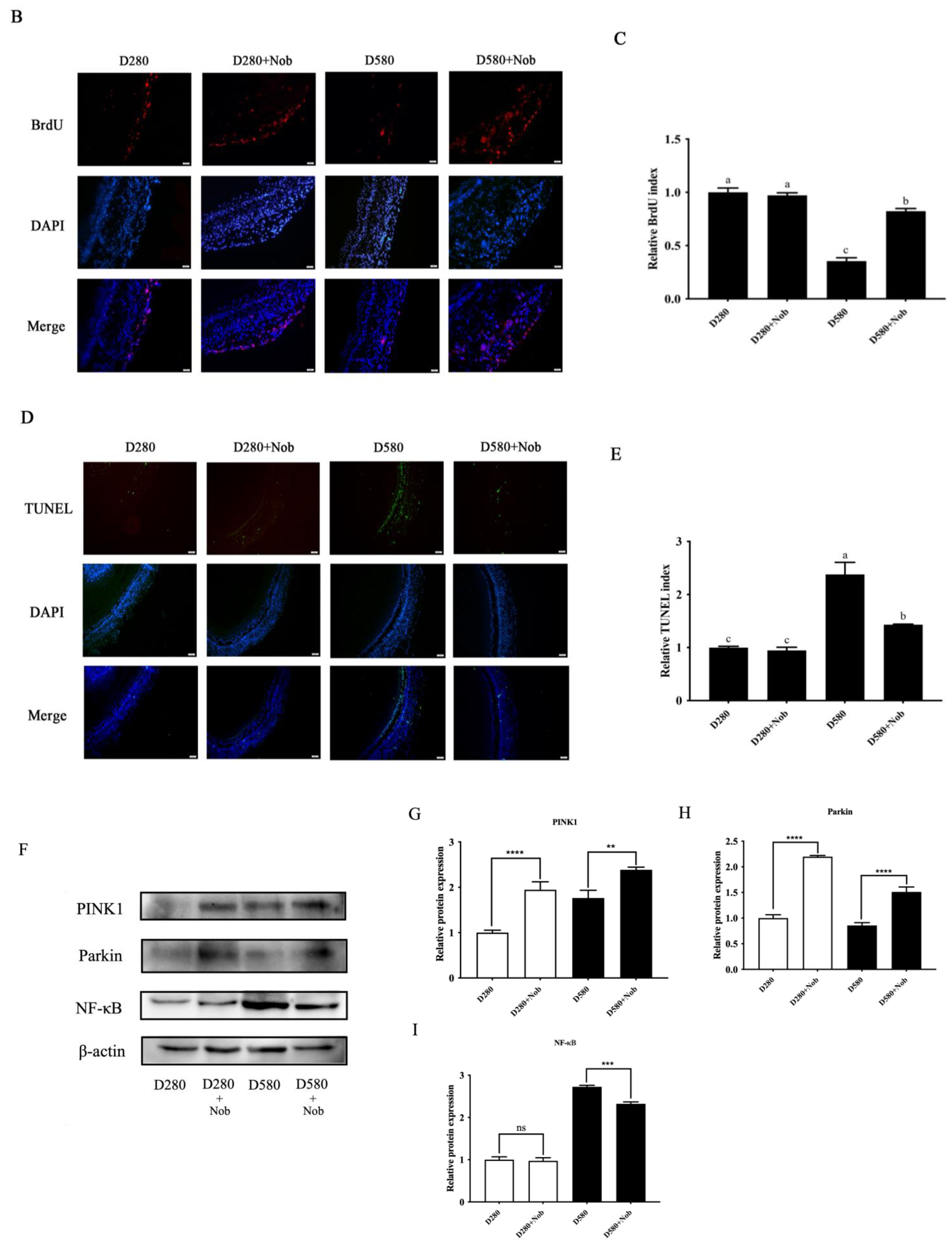 Cells 13 00415 g008b