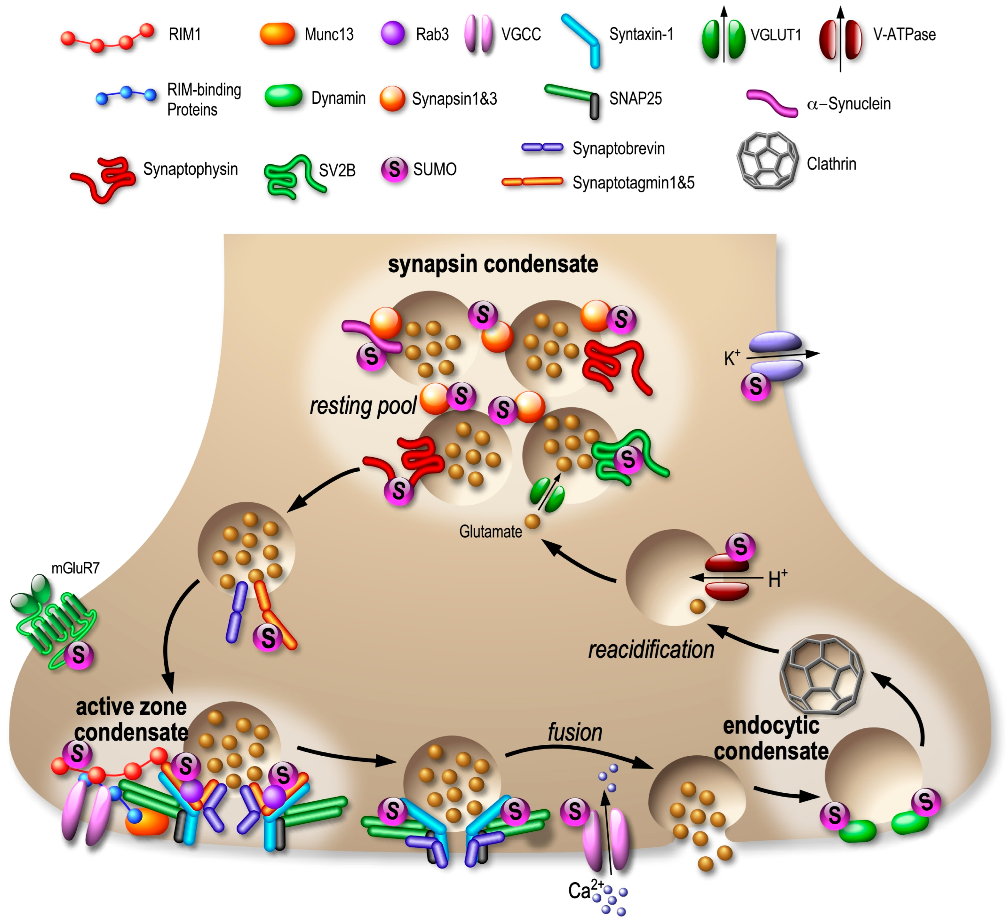 Cells 13 00420 g004 Cells 13 00420 g004