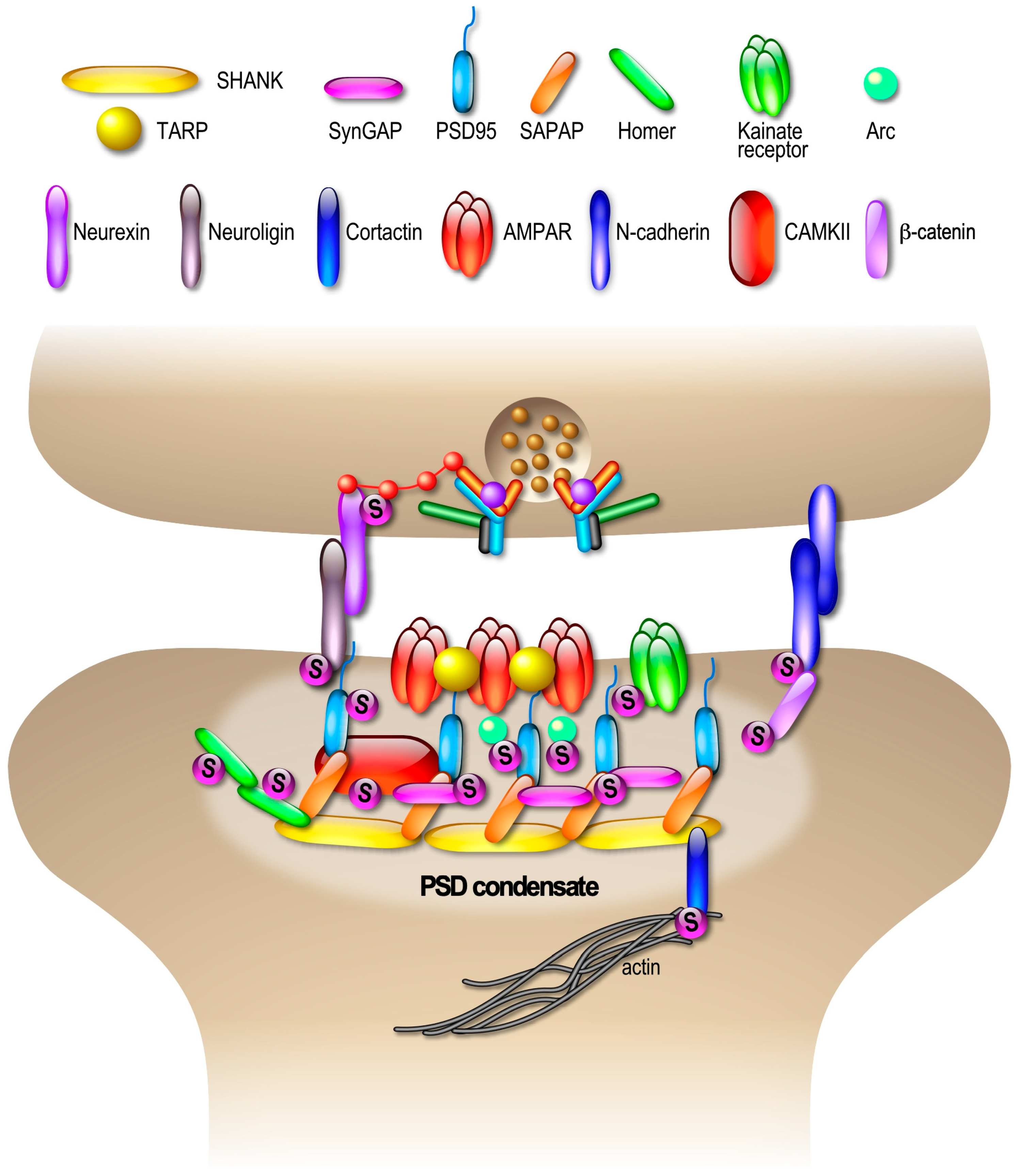 Cells 13 00420 g005 Cells 13 00420 g005
