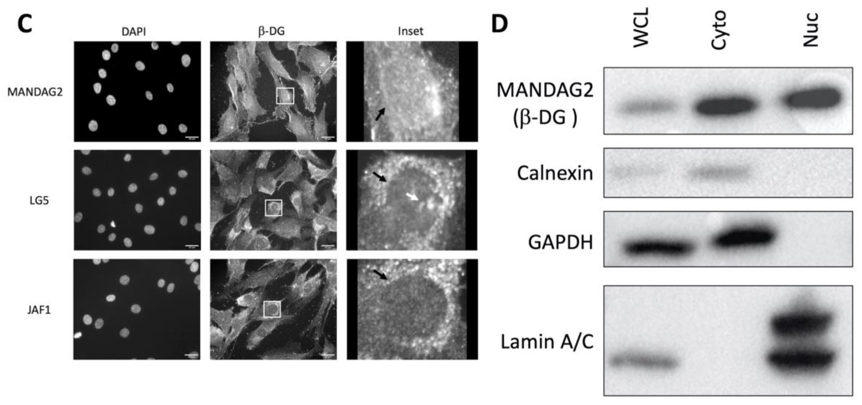 Cells 13 00431 g001b