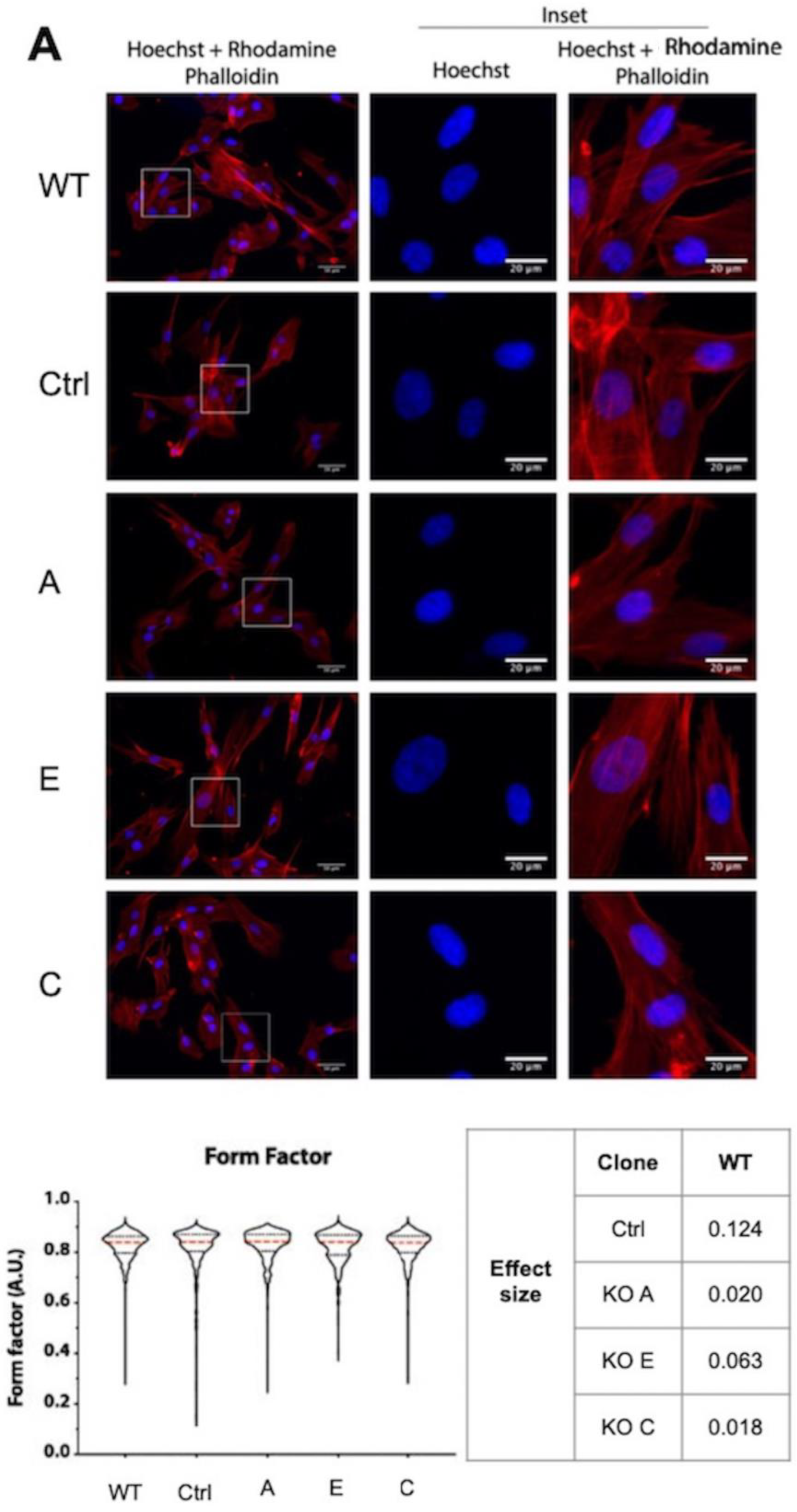 Cells 13 00431 g003a