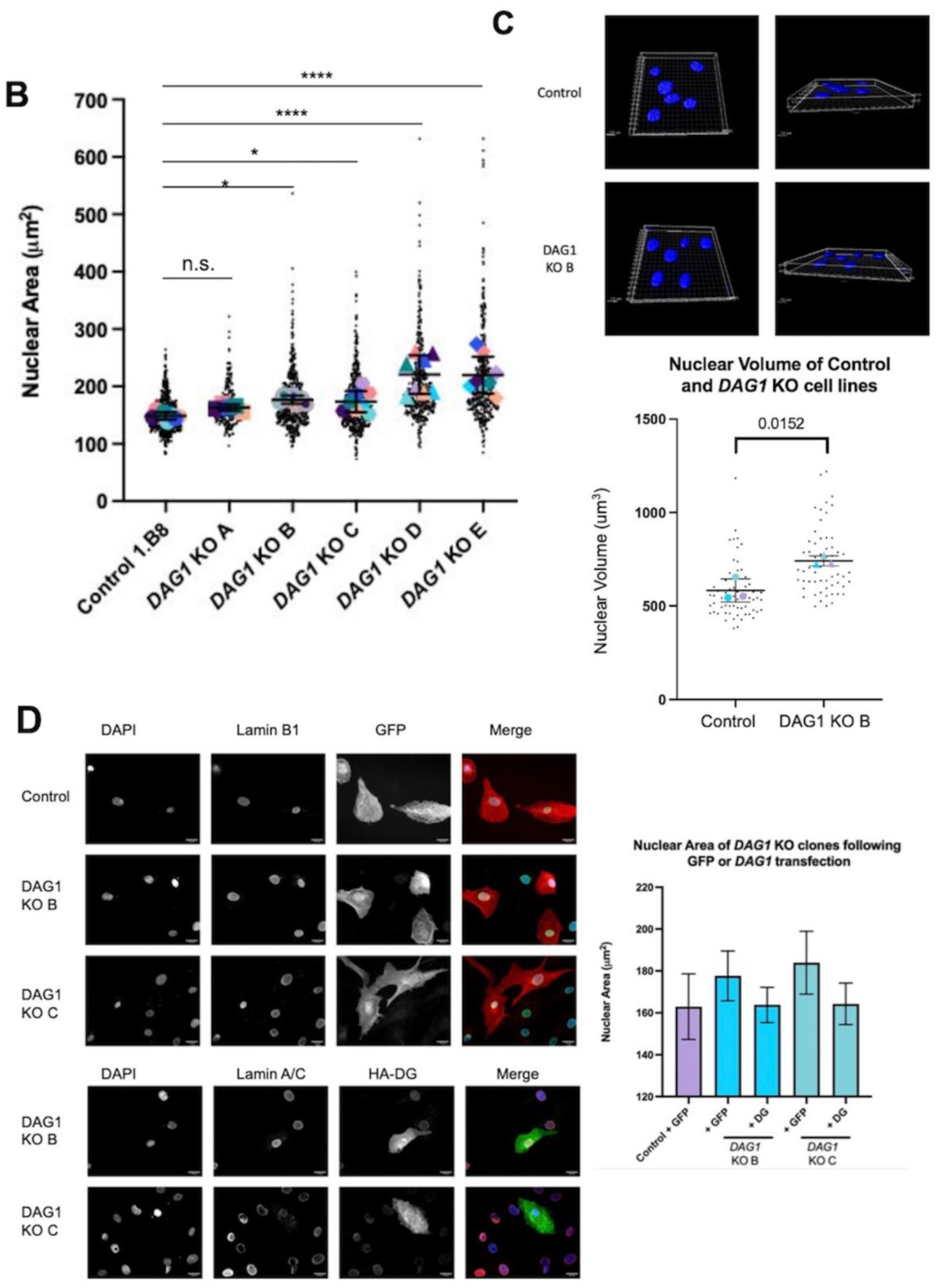 Cells 13 00431 g003b