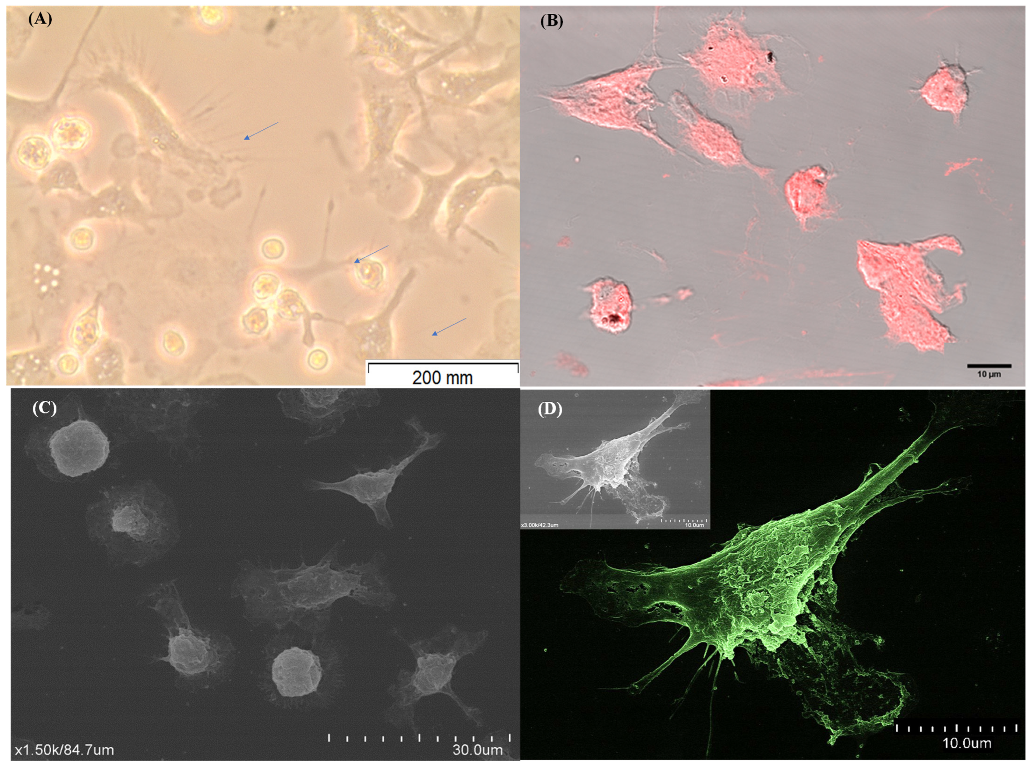 Cells 13 00445 g002 Cells 13 00445 g002
