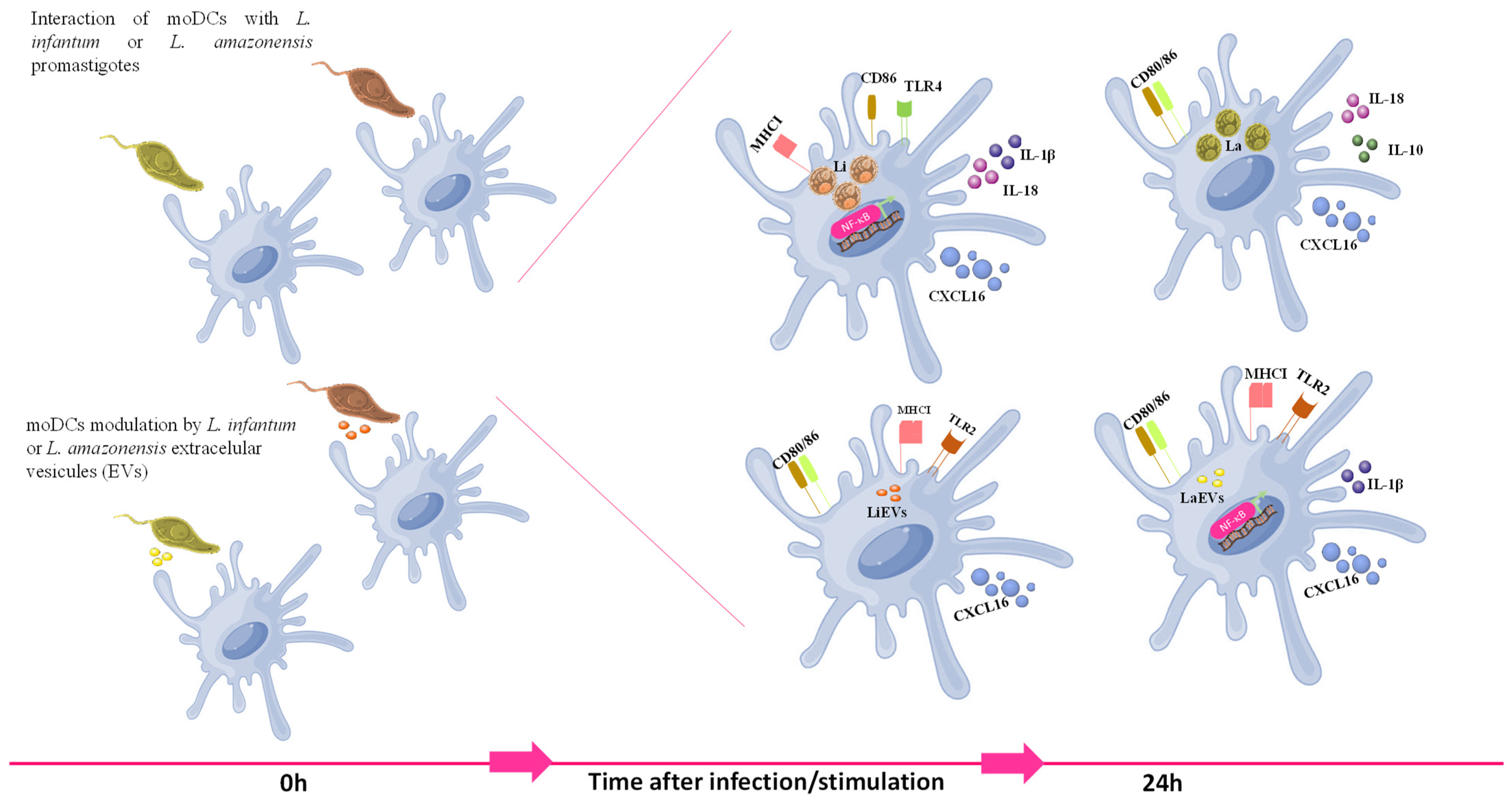 Cells 13 00445 g012 Cells 13 00445 g012