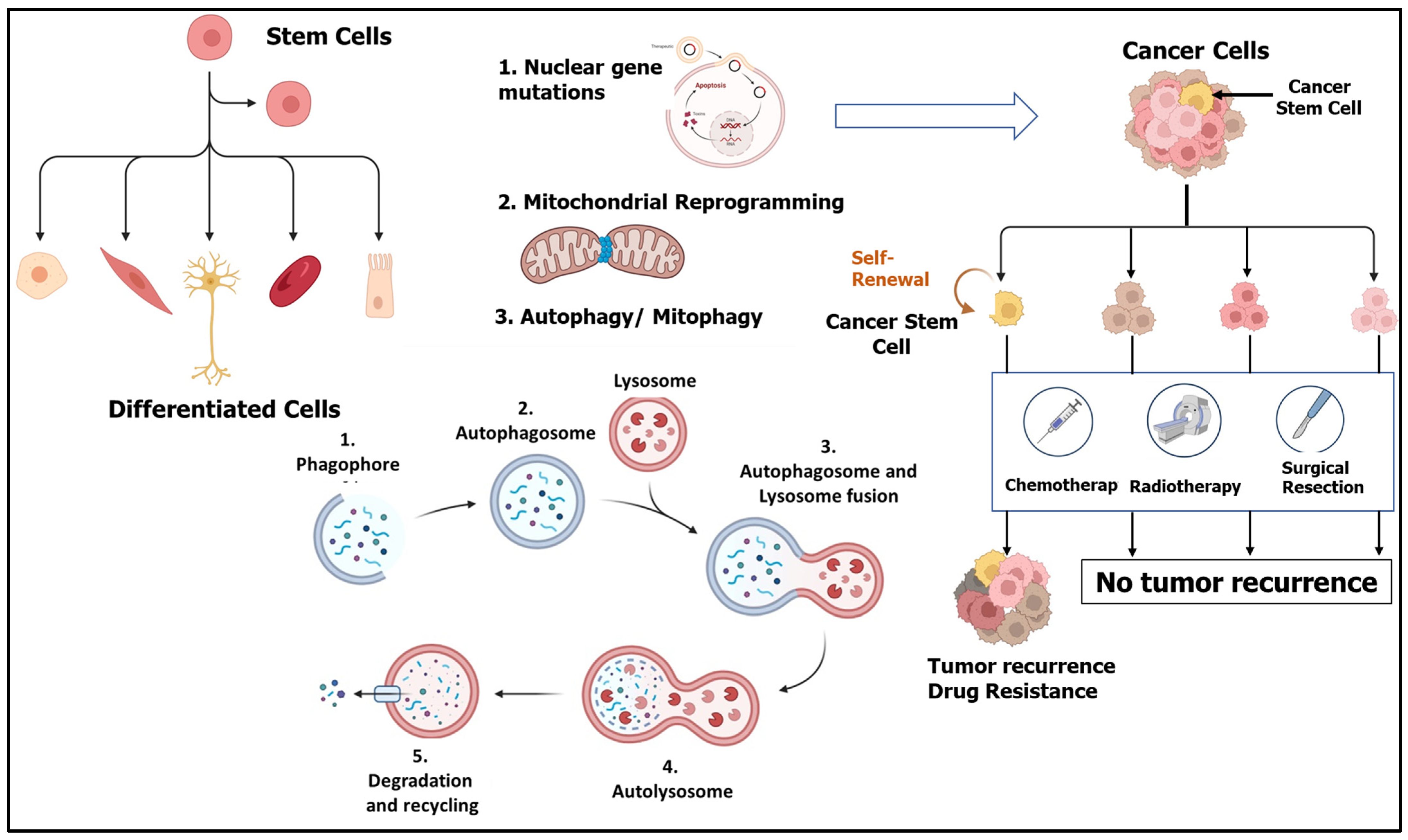 Cells 13 00447 g002 Cells 13 00447 g002